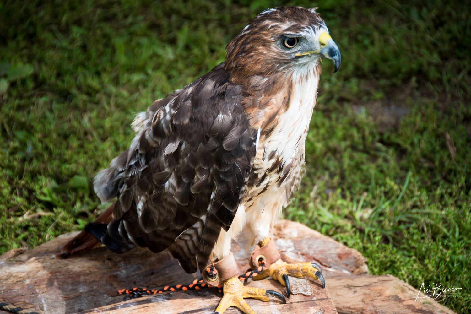 A red-tailed hawk perched on prey in green grass, showcasing its brown plumage and sharp talons in a nature setting.