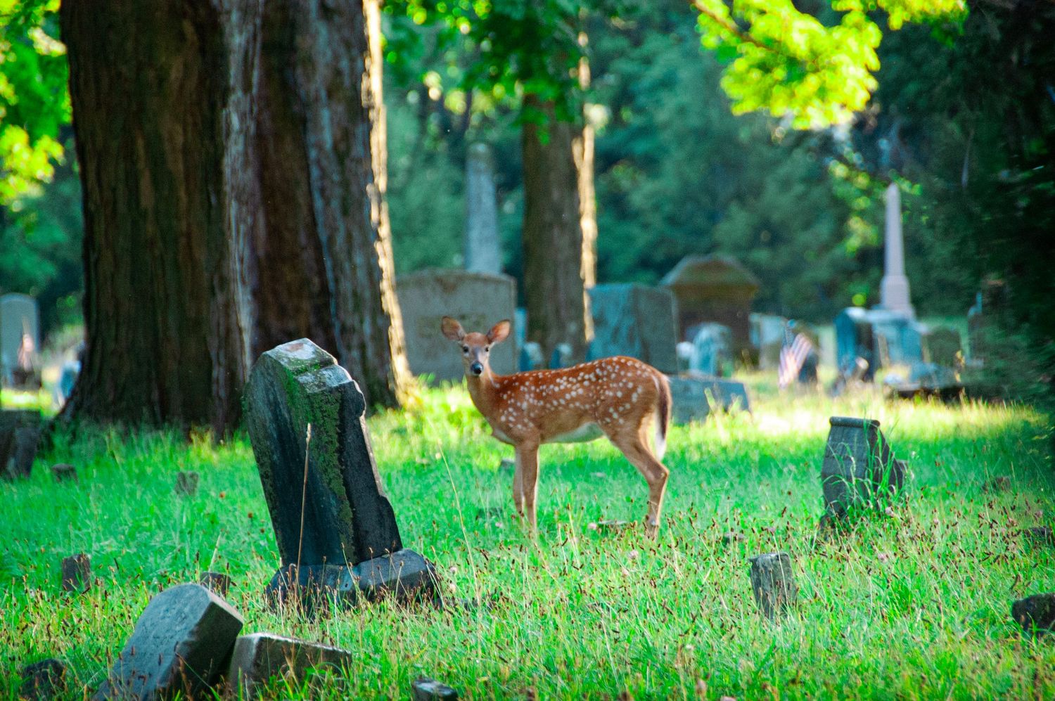 A spotted fawn stands among ancient mossy gravestones in a lush green cemetery surrounded by tall trees.