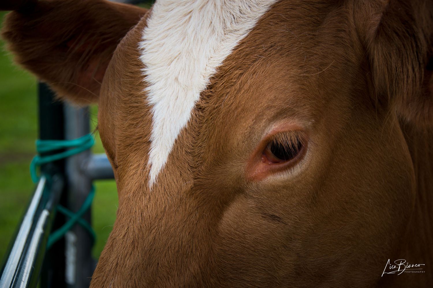 Close-up of a brown and white cow's eye and face, with a green rope halter visible in the background.