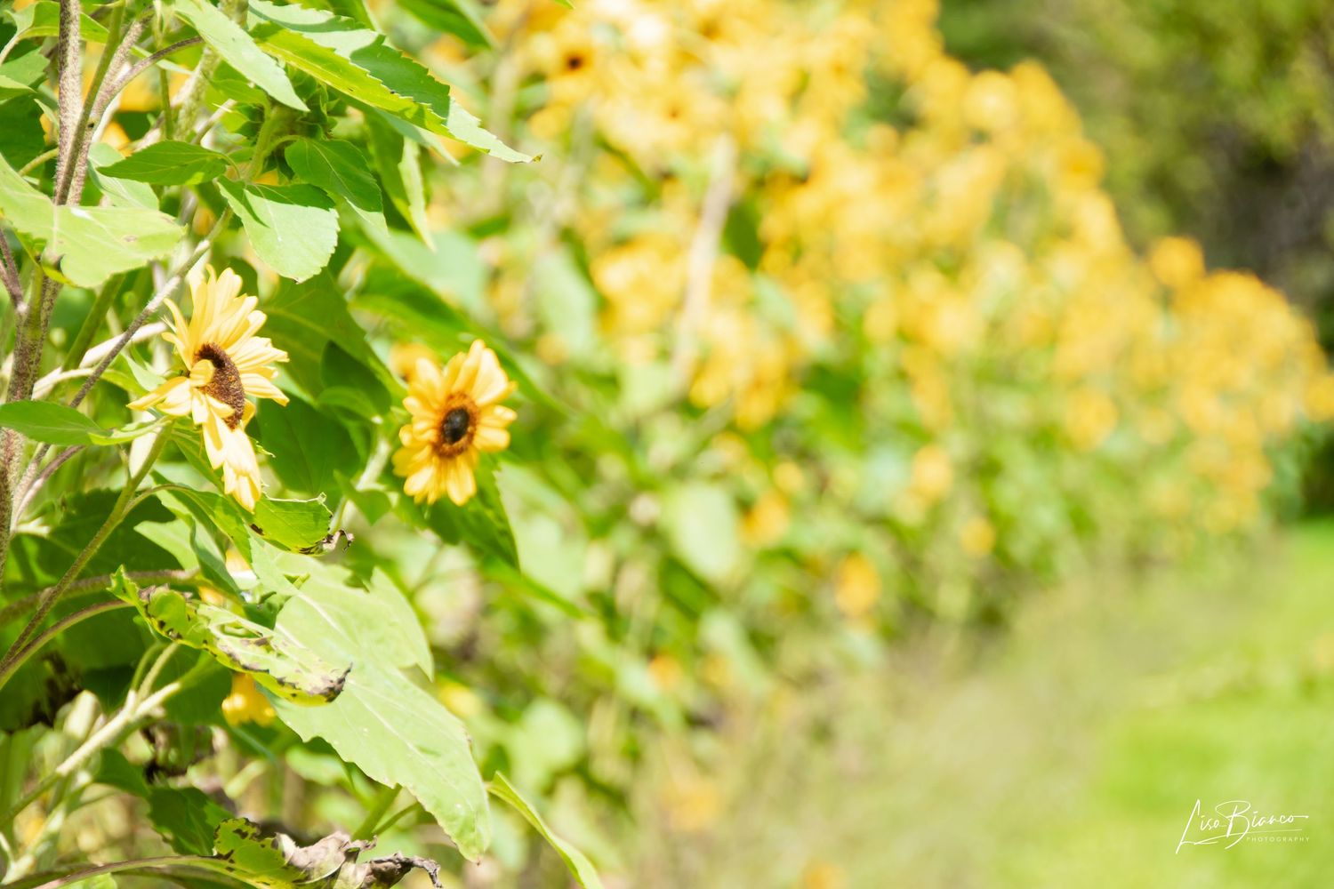 Row of vibrant yellow sunflowers blooming in a lush green garden on a bright sunny day.