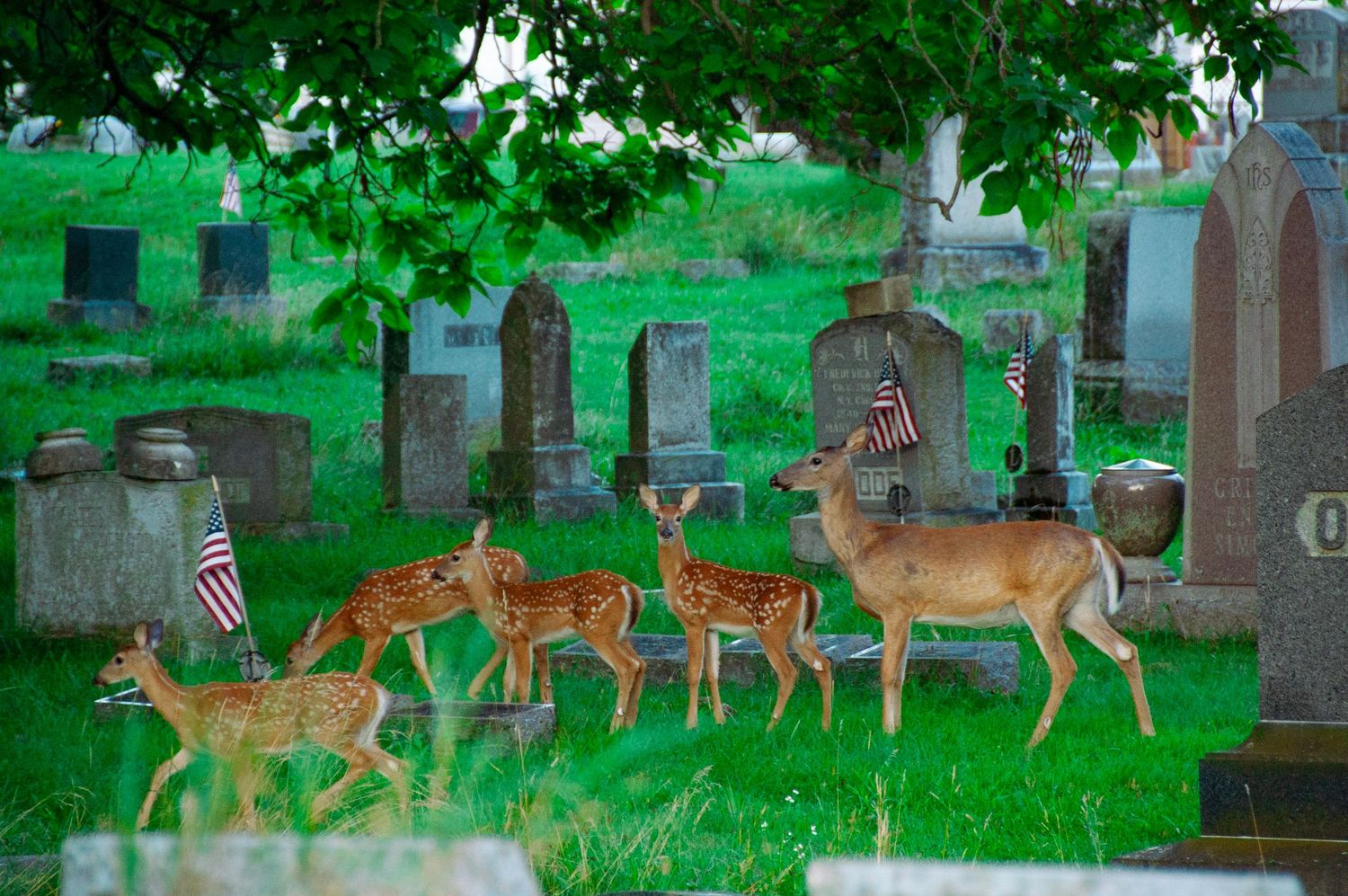 Deer and spotted fawns grazing among historic gravestones in a lush green cemetery with American flags.