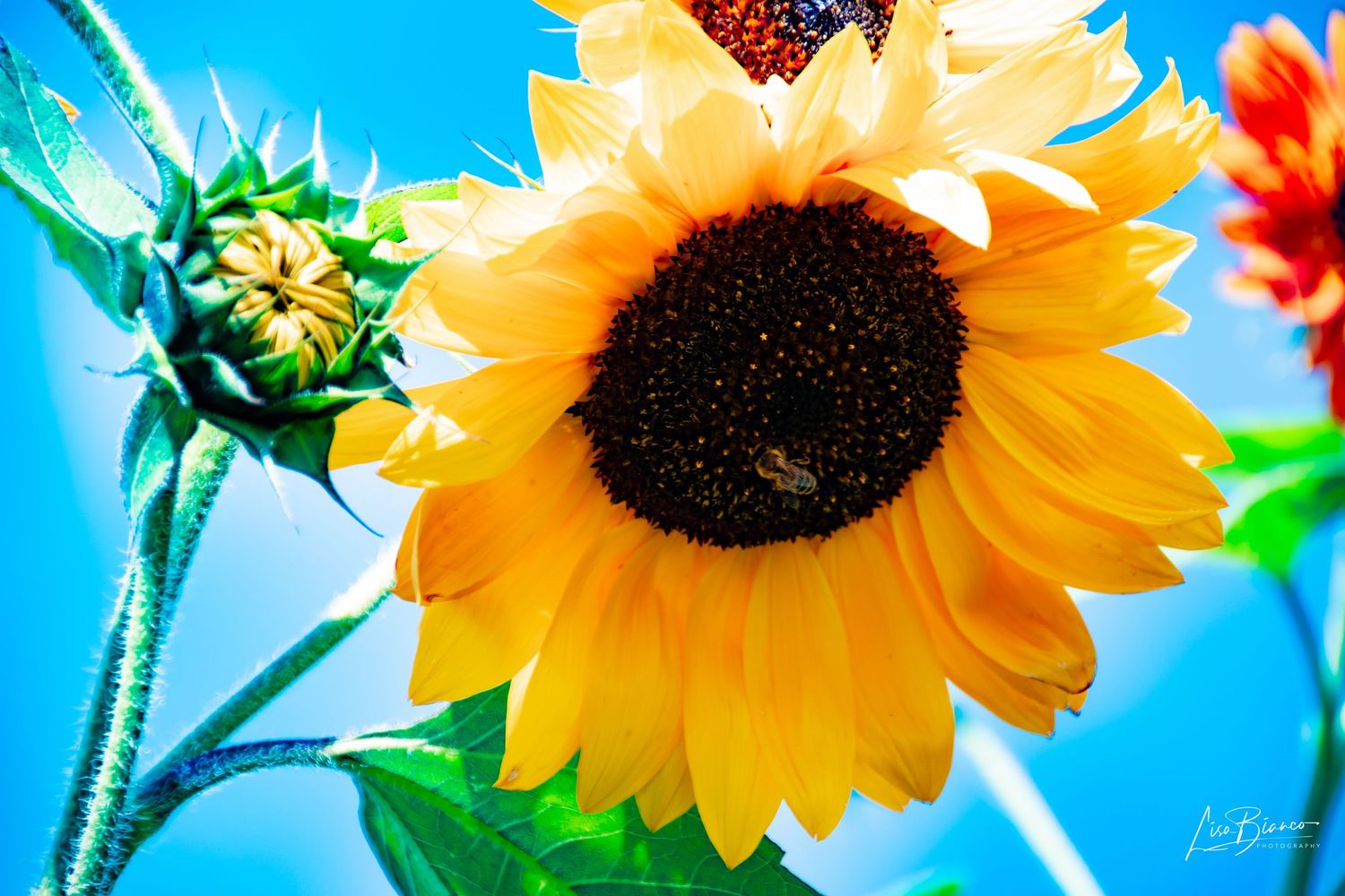 Vibrant yellow sunflower with a bee pollinating its dark center against a bright blue sky.