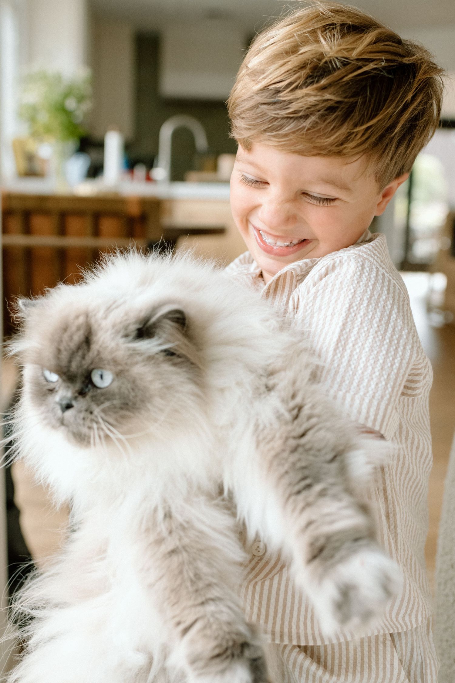 Smiling boy holding a fluffy gray Persian cat with blue eyes in a bright modern home.