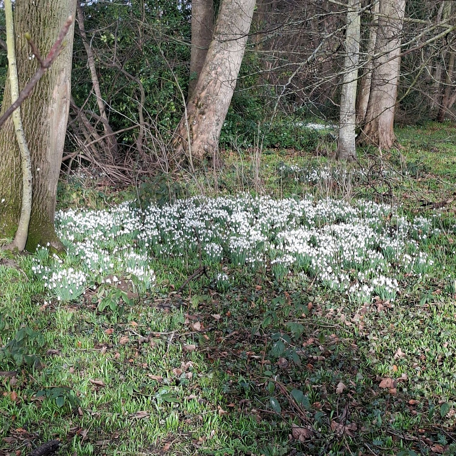 Snowdrops in the woods.A walk in thr Scottish borders