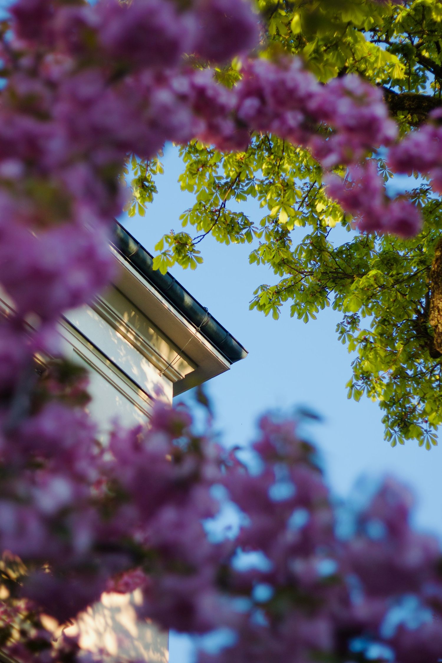 Pink cherry blossoms and green leaves frame a classical building corner against a clear blue sky in spring.