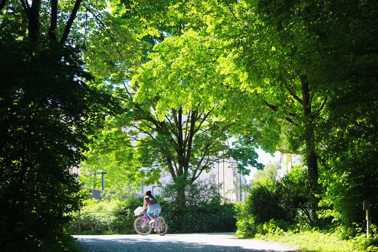 Cyclist riding through a lush green tree-lined path on a bright sunny day.