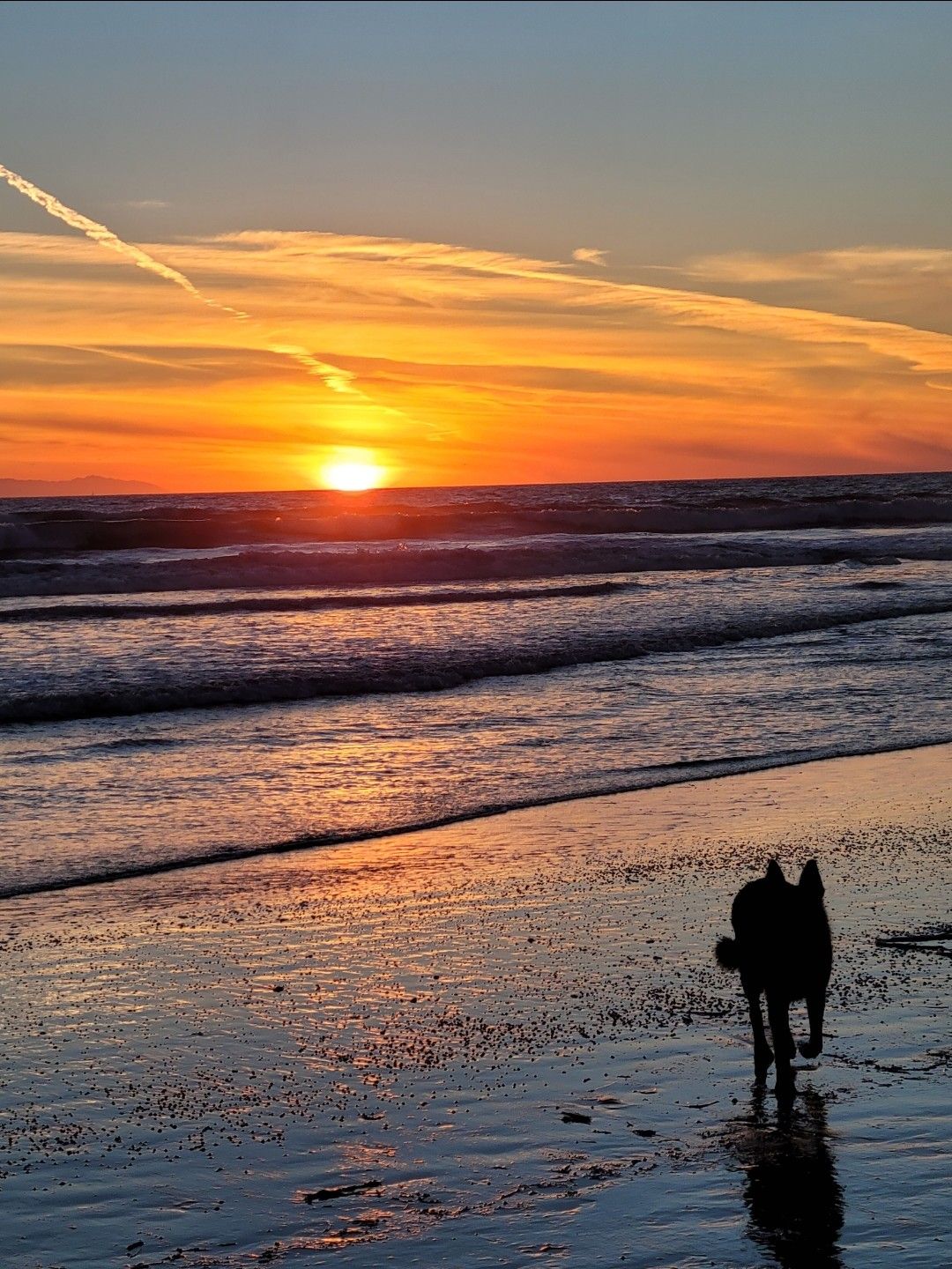 Sunset with a dog