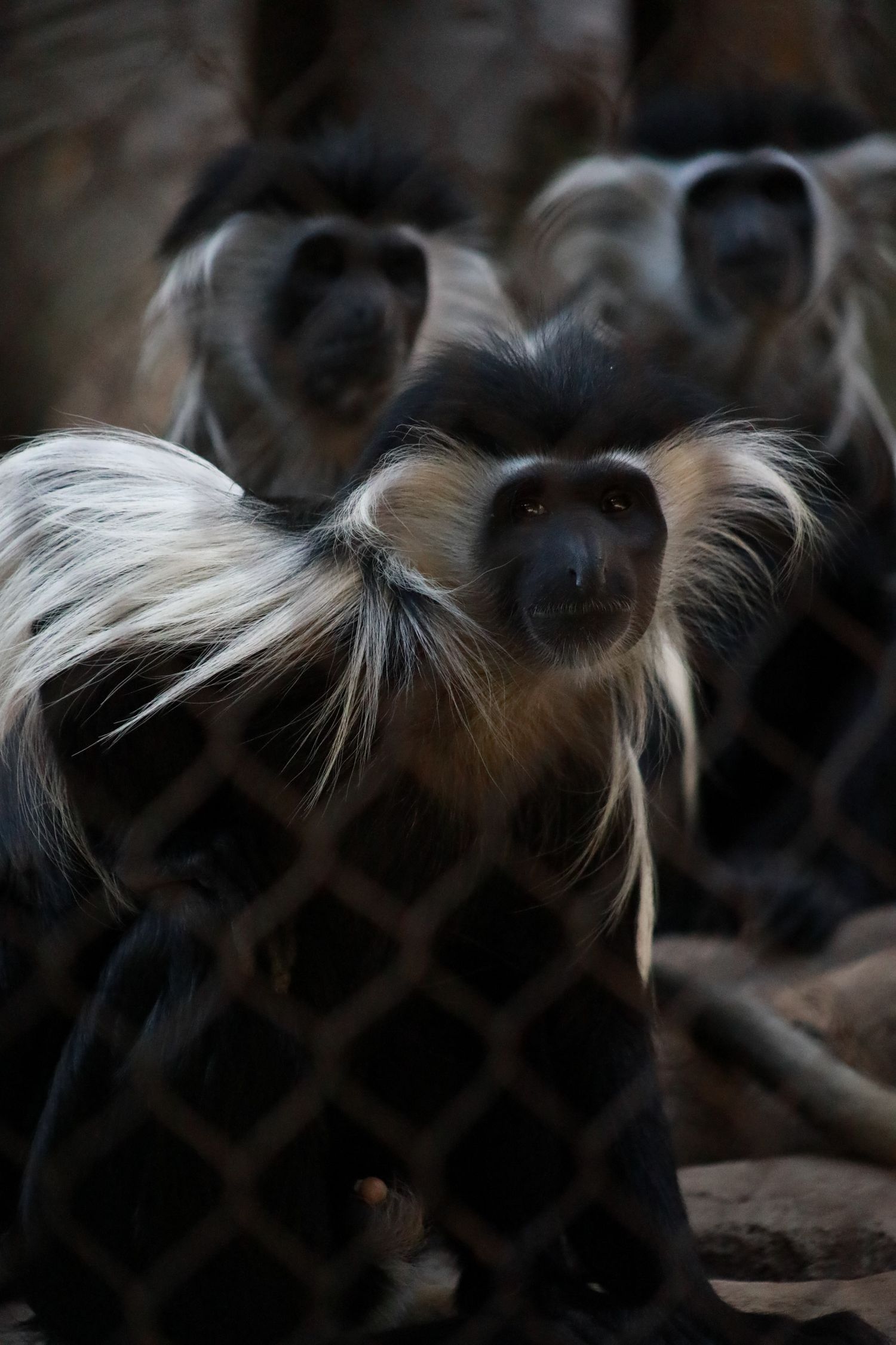 A group of monkeys
