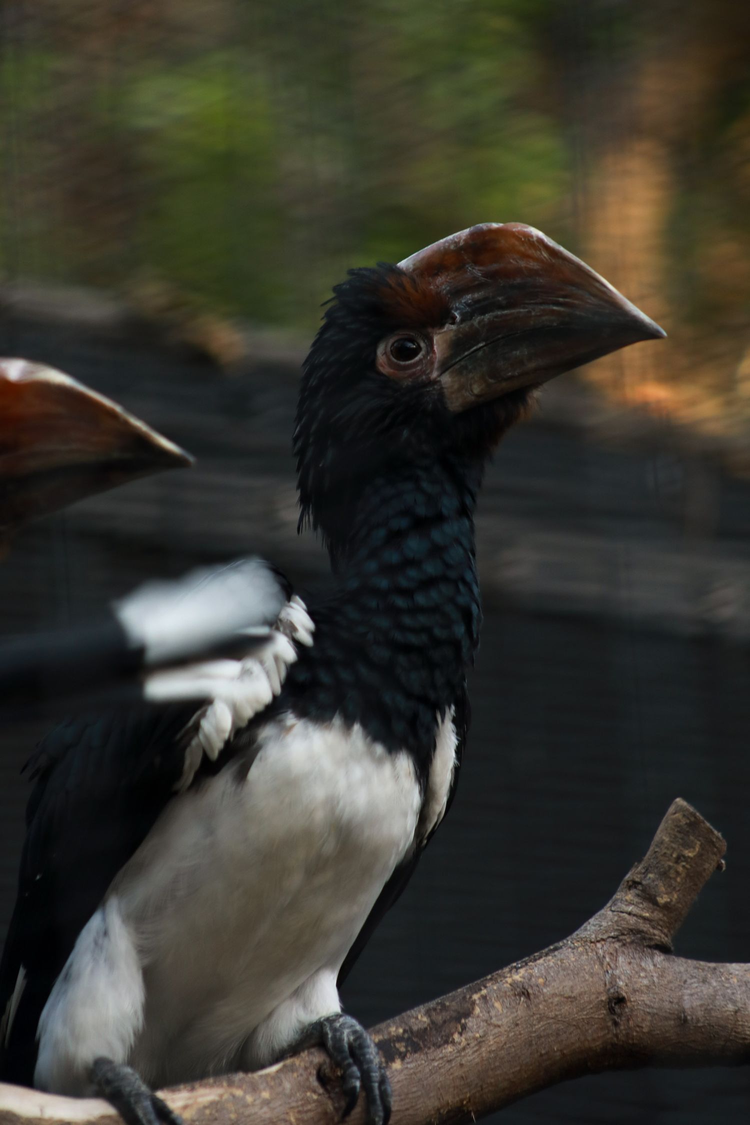 Black and white bird perched on a branch