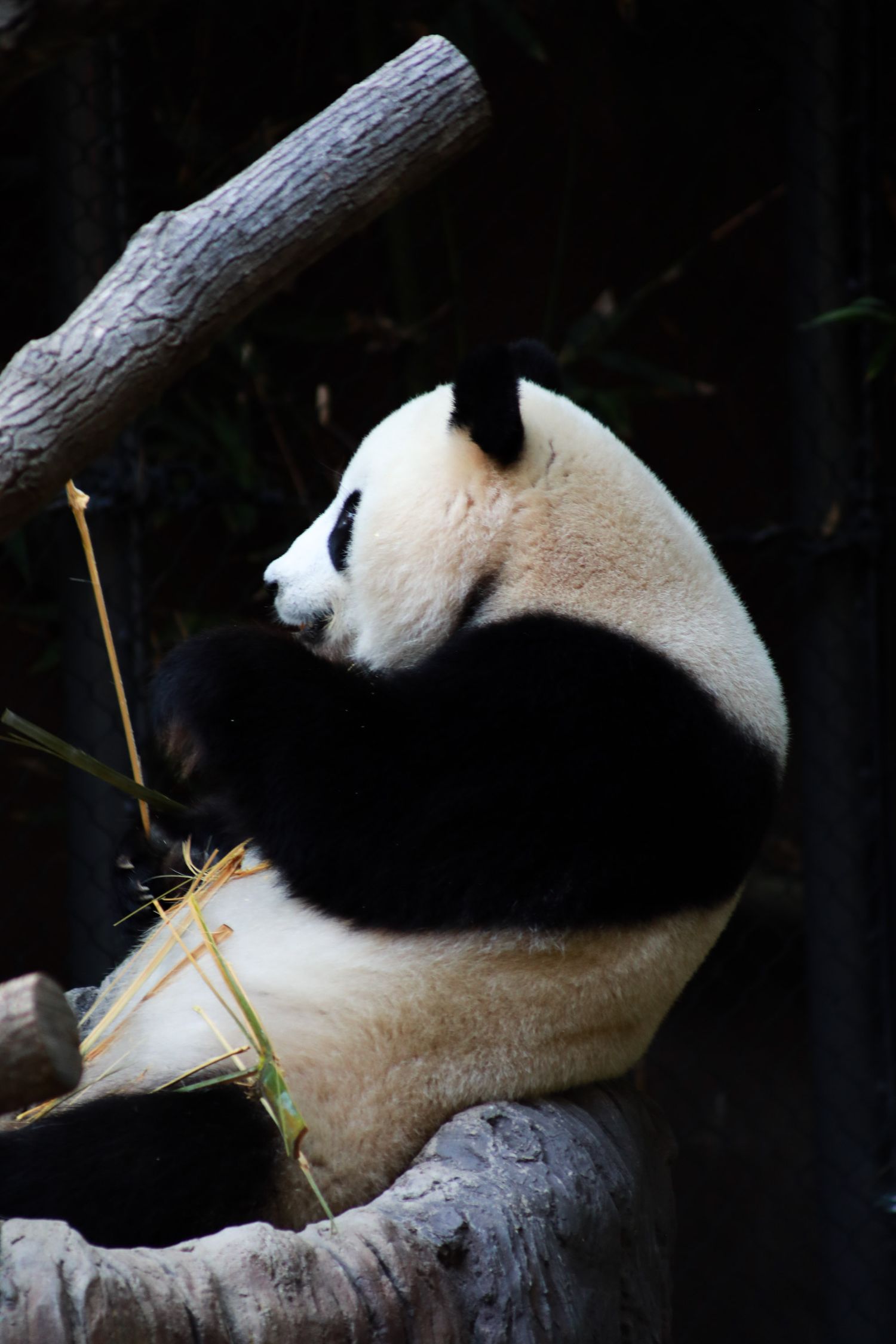 Panda reclining