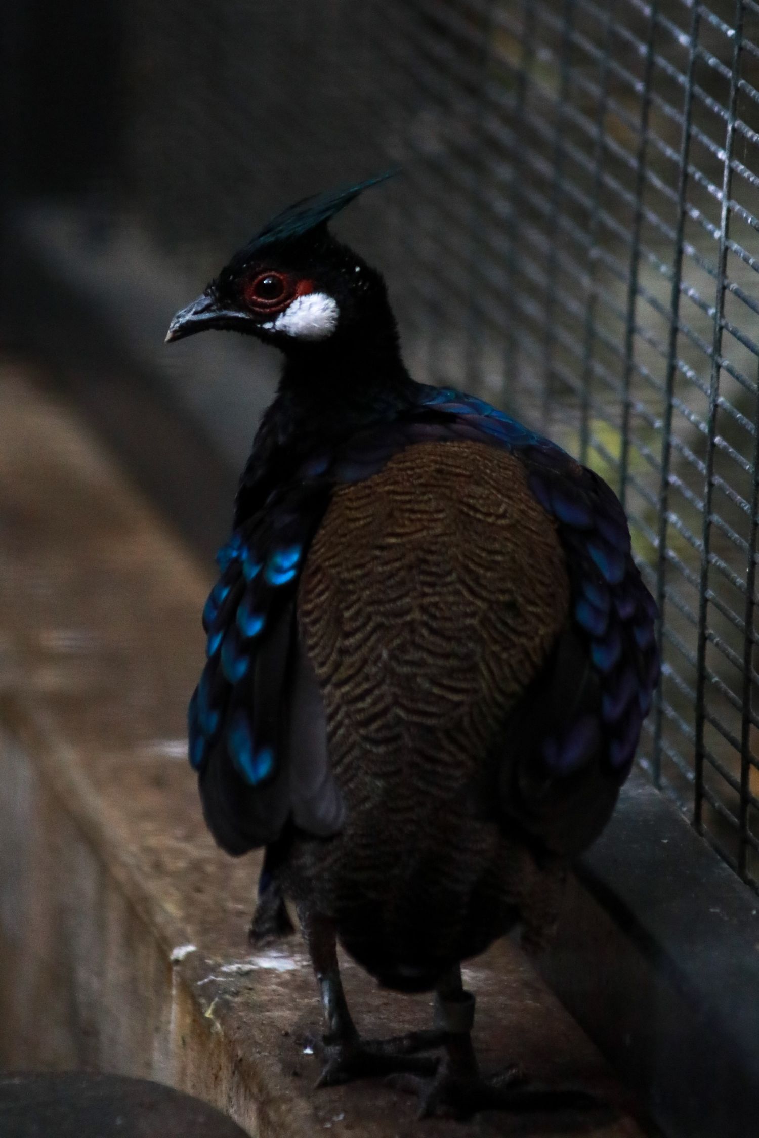 Blue and black Bird