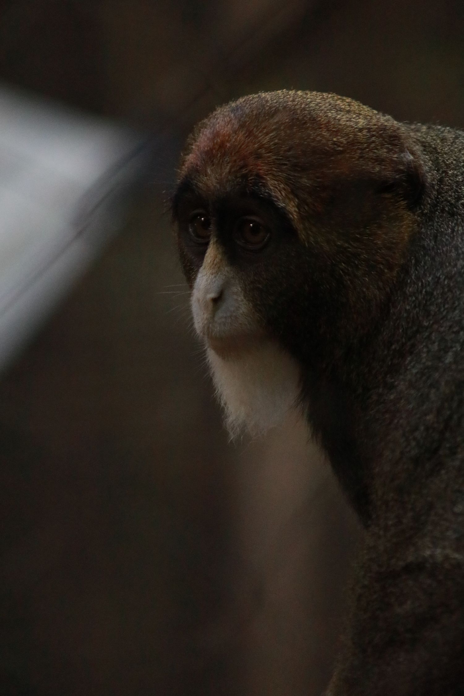 A monkey thinking
