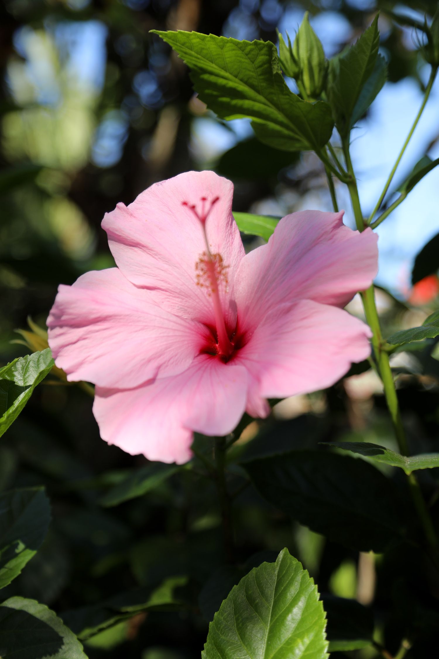 Pink Hawaiian flower