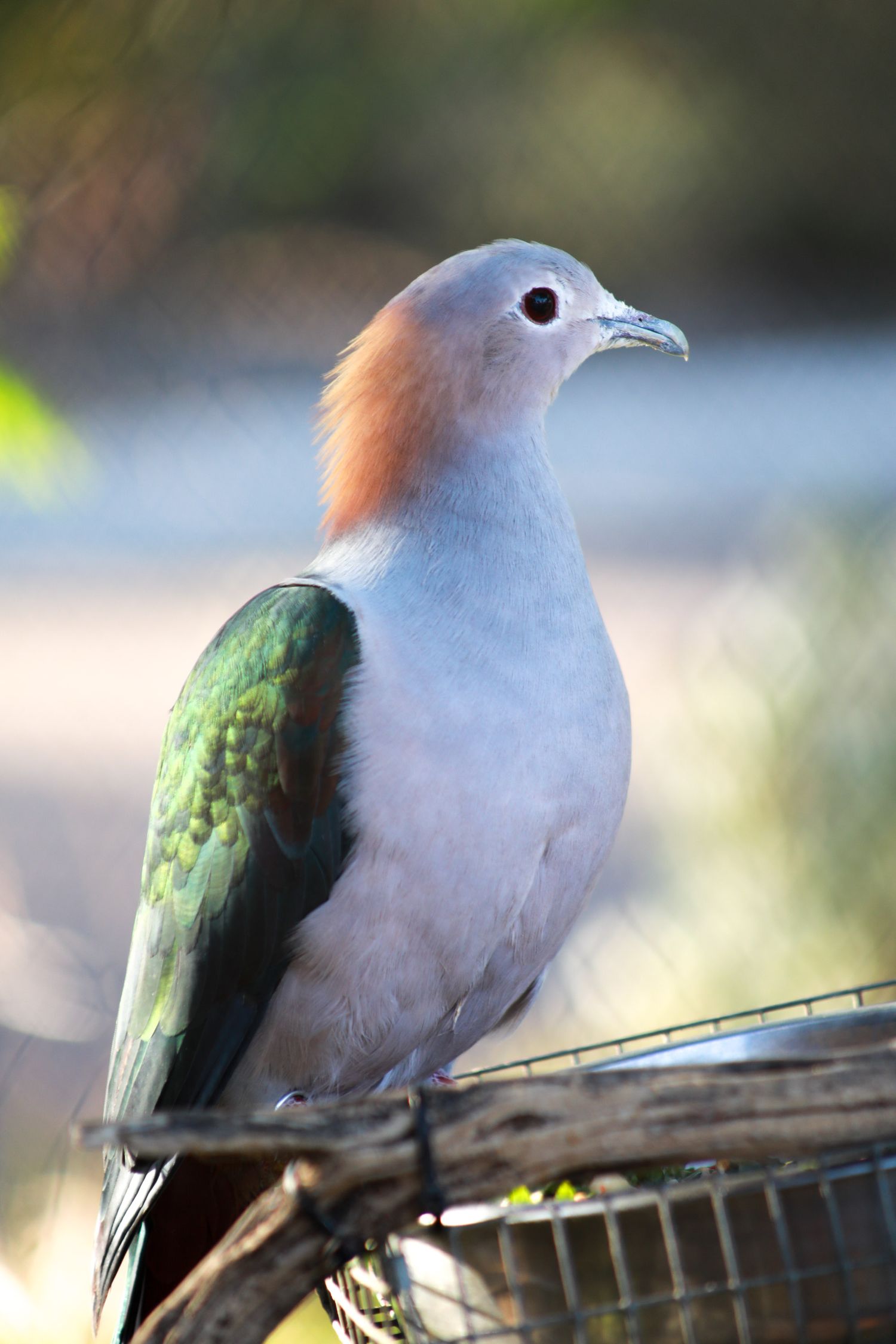 Colored bird Sitting on branch