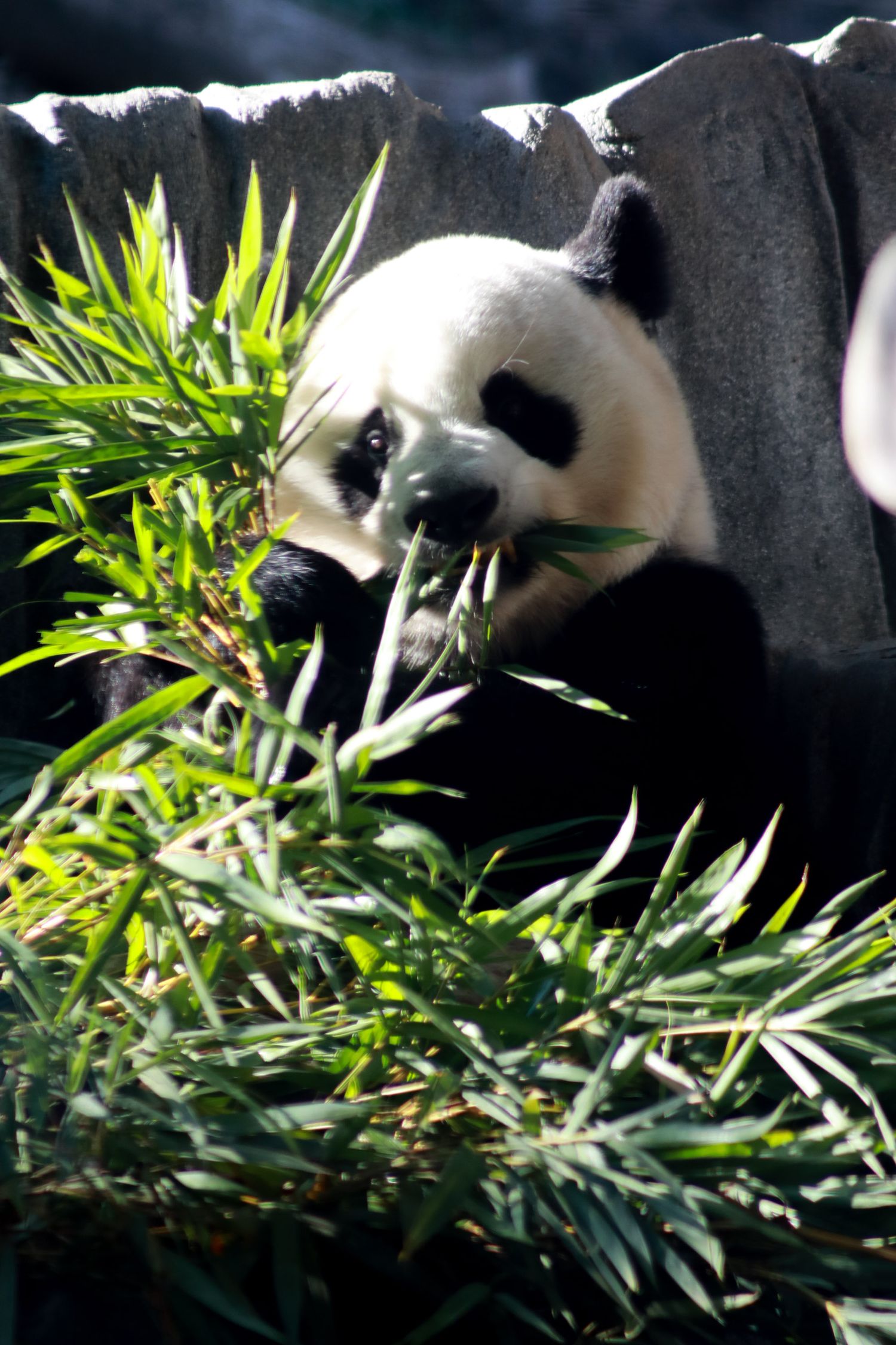 Panda Eating Bambo