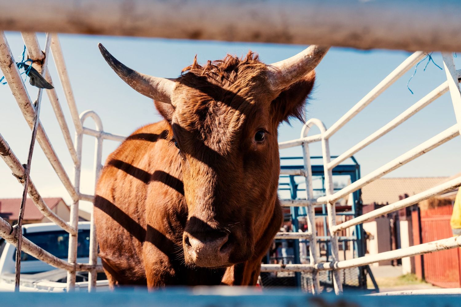 Close-up of a brown bull with large horns standing behind metal fence at rodeo. Event Photography