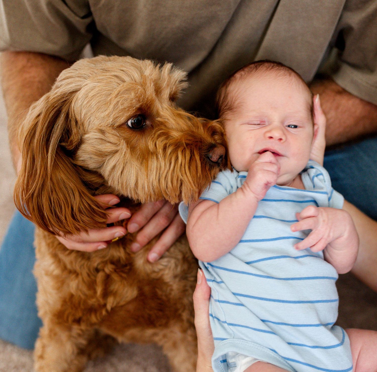 Newborn photography Lake St. Louis and dog