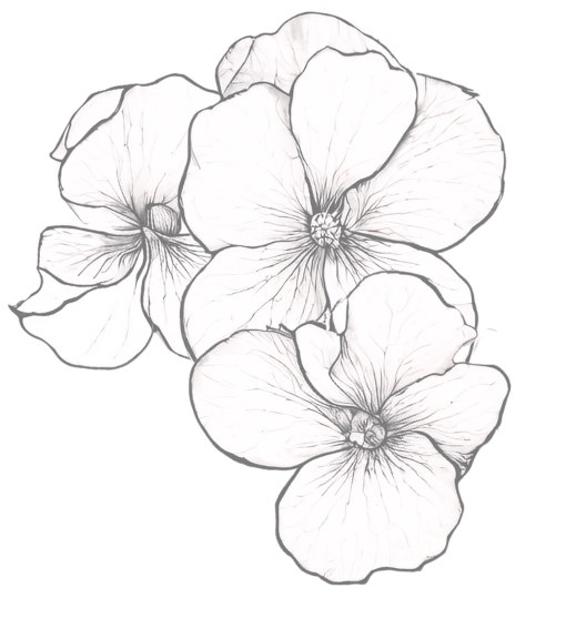 Trio of blooming flowers with overlapping petals drawn in detailed pencil work.