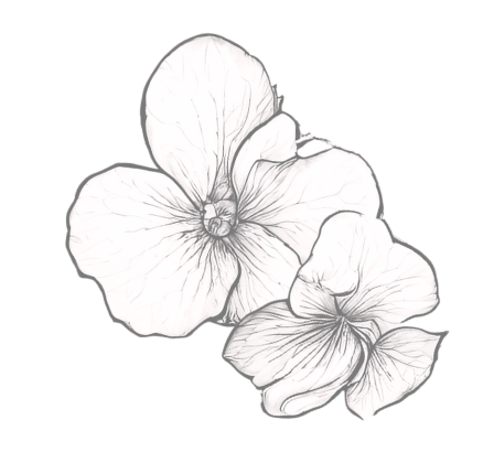 Pair of blooming flowers sketched in graphite with delicate petal details.