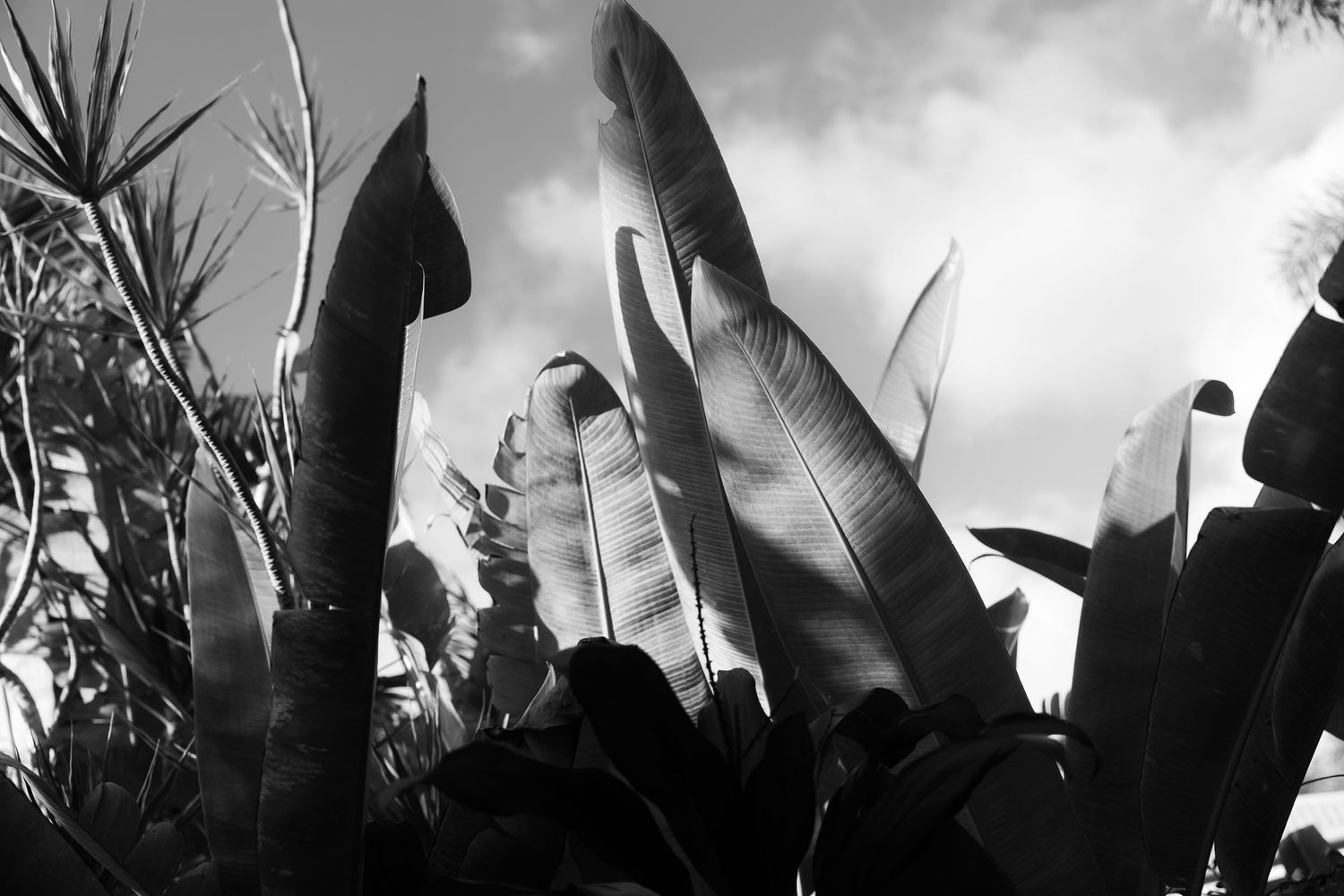 Black and white photo of tropical banana leaves reaching toward a cloudy sky in a lush garden setting.