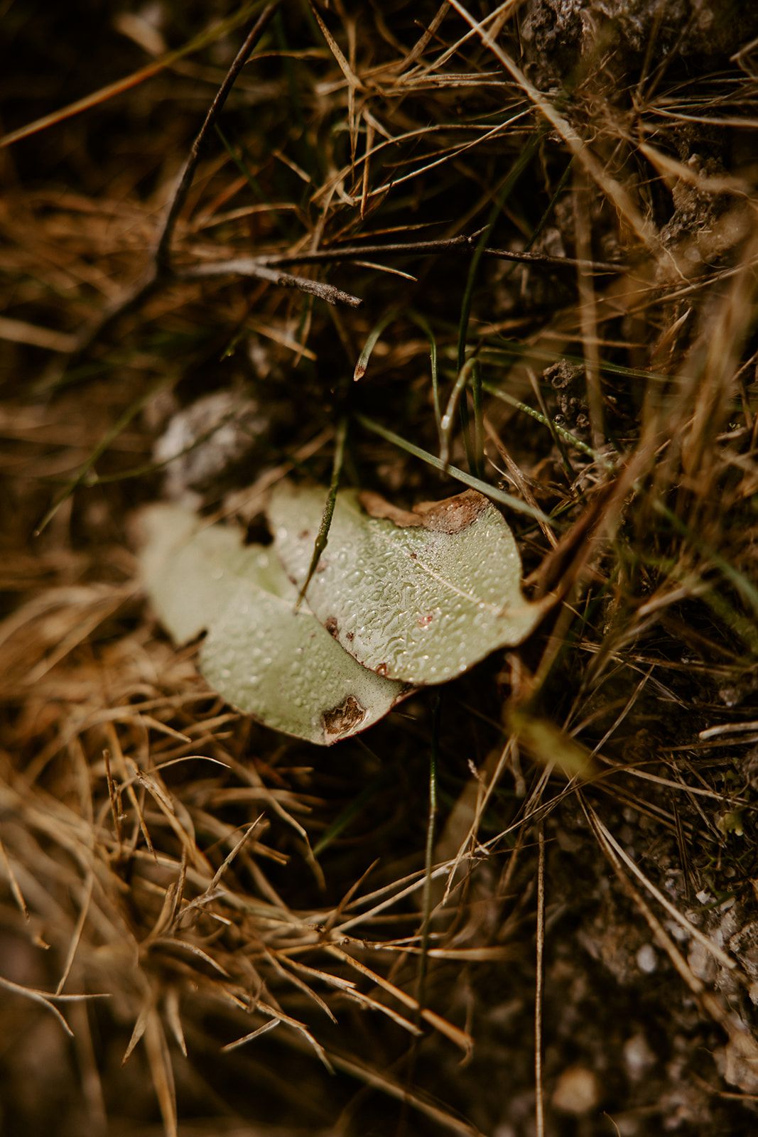 Close-up of a small white mushroom growing among dried pine needles and grass with water droplets on its cap.