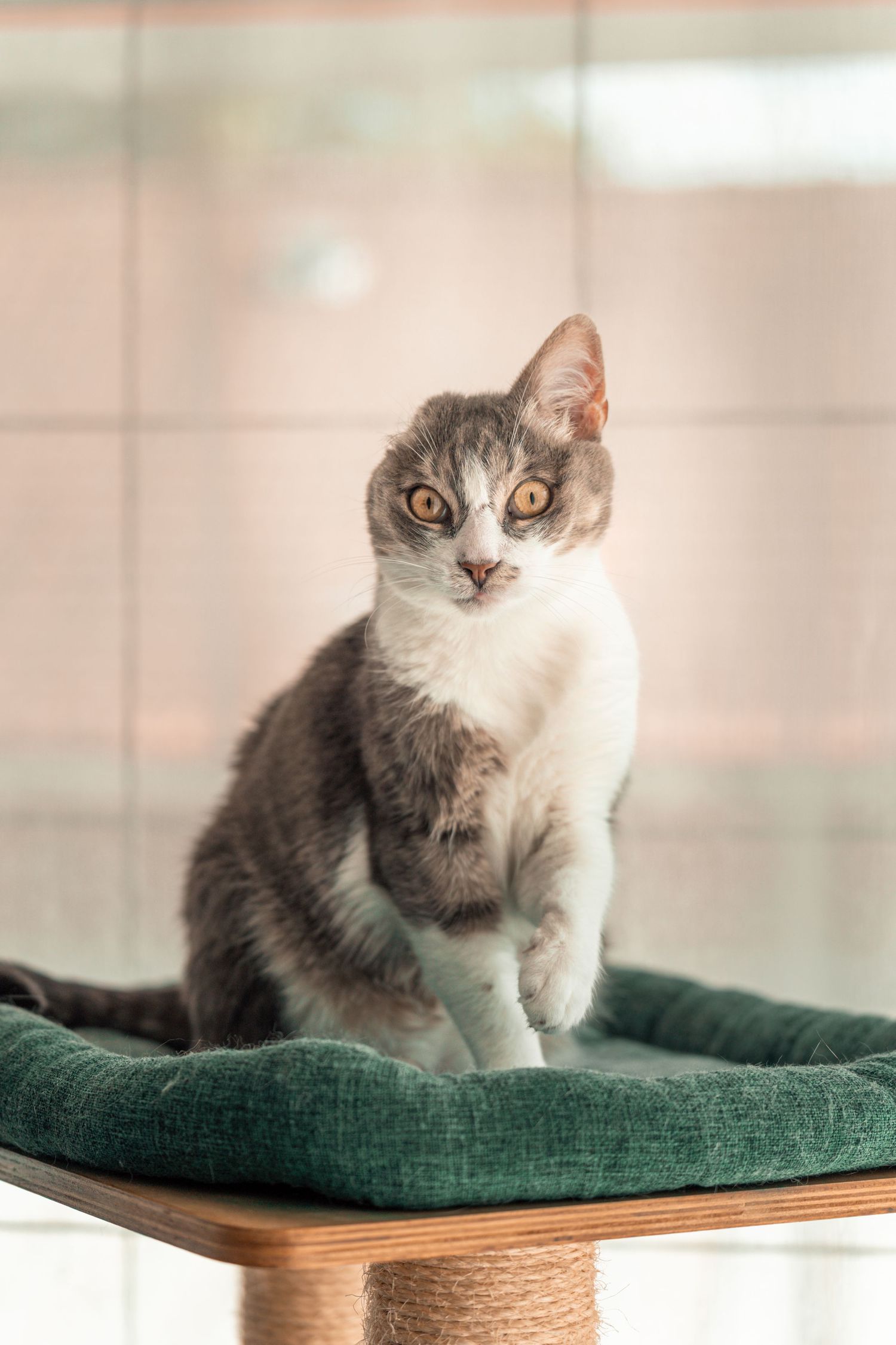 Photographie animalière capturant le regard et la personnalité d'un compagnon à quatre pattes.