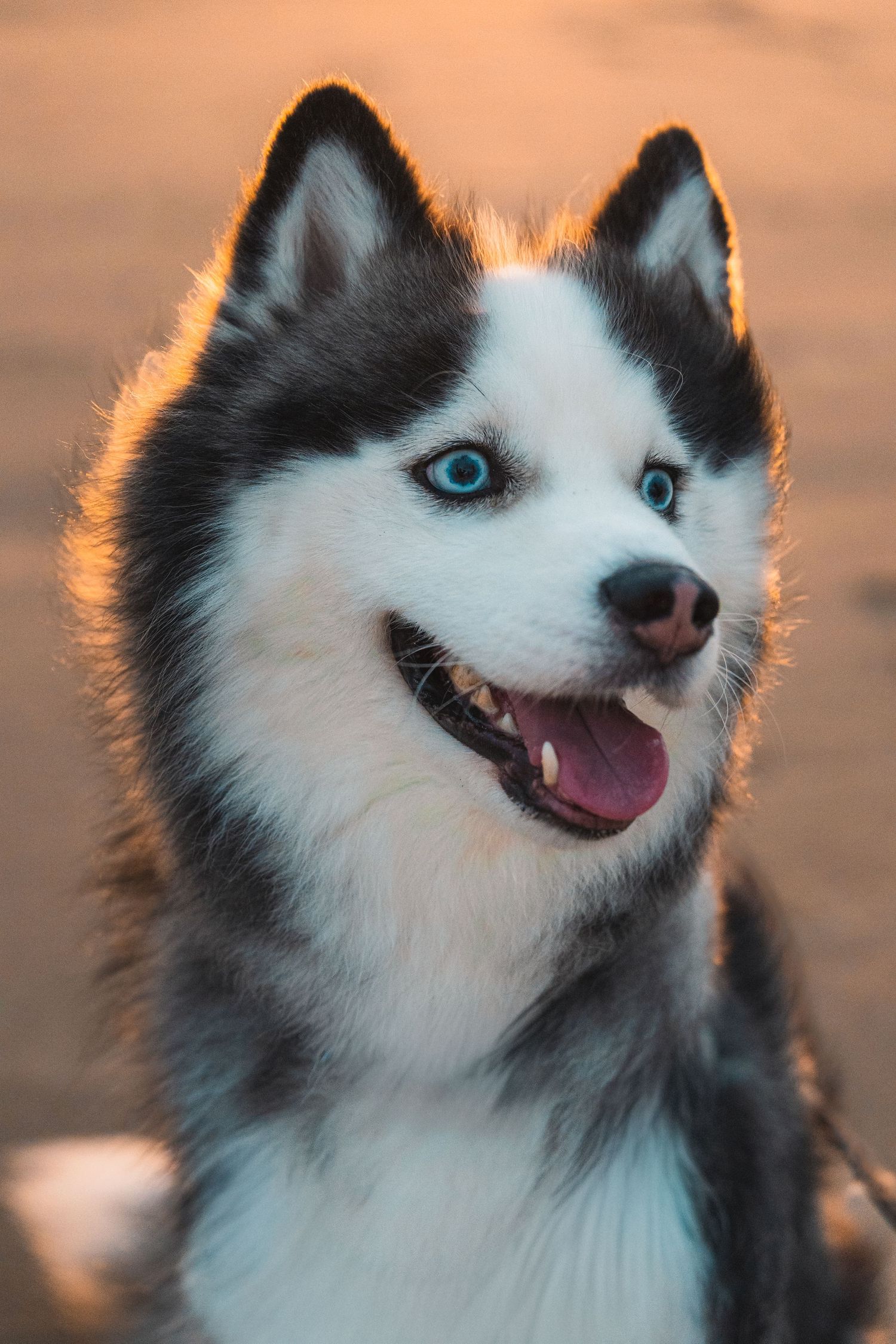 Photographie de chien en extérieur dans une ambiance douce et naturelle.
