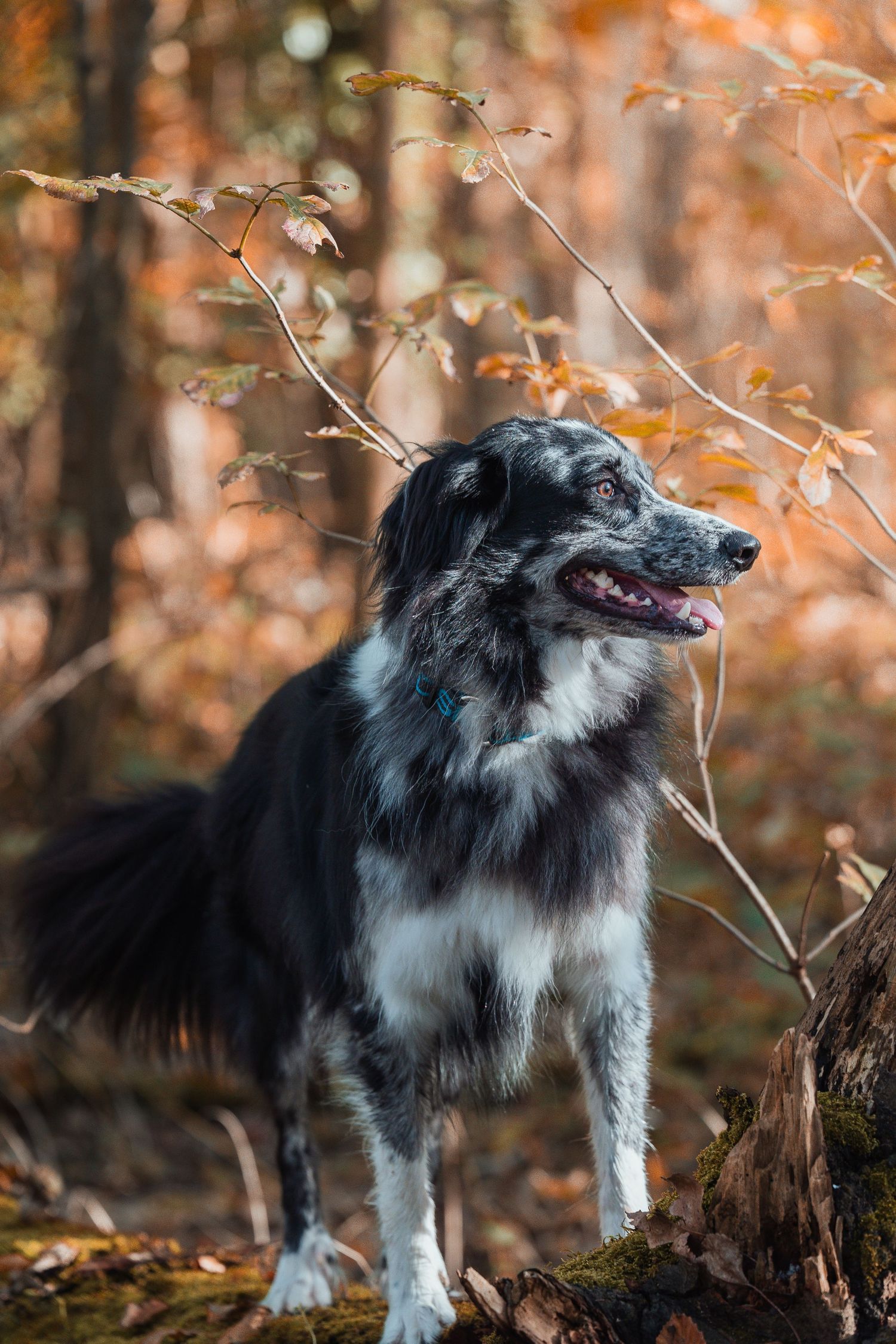 Portrait d'un chien réalisé lors d'une séance photo en extérieur dans un cadre naturel.