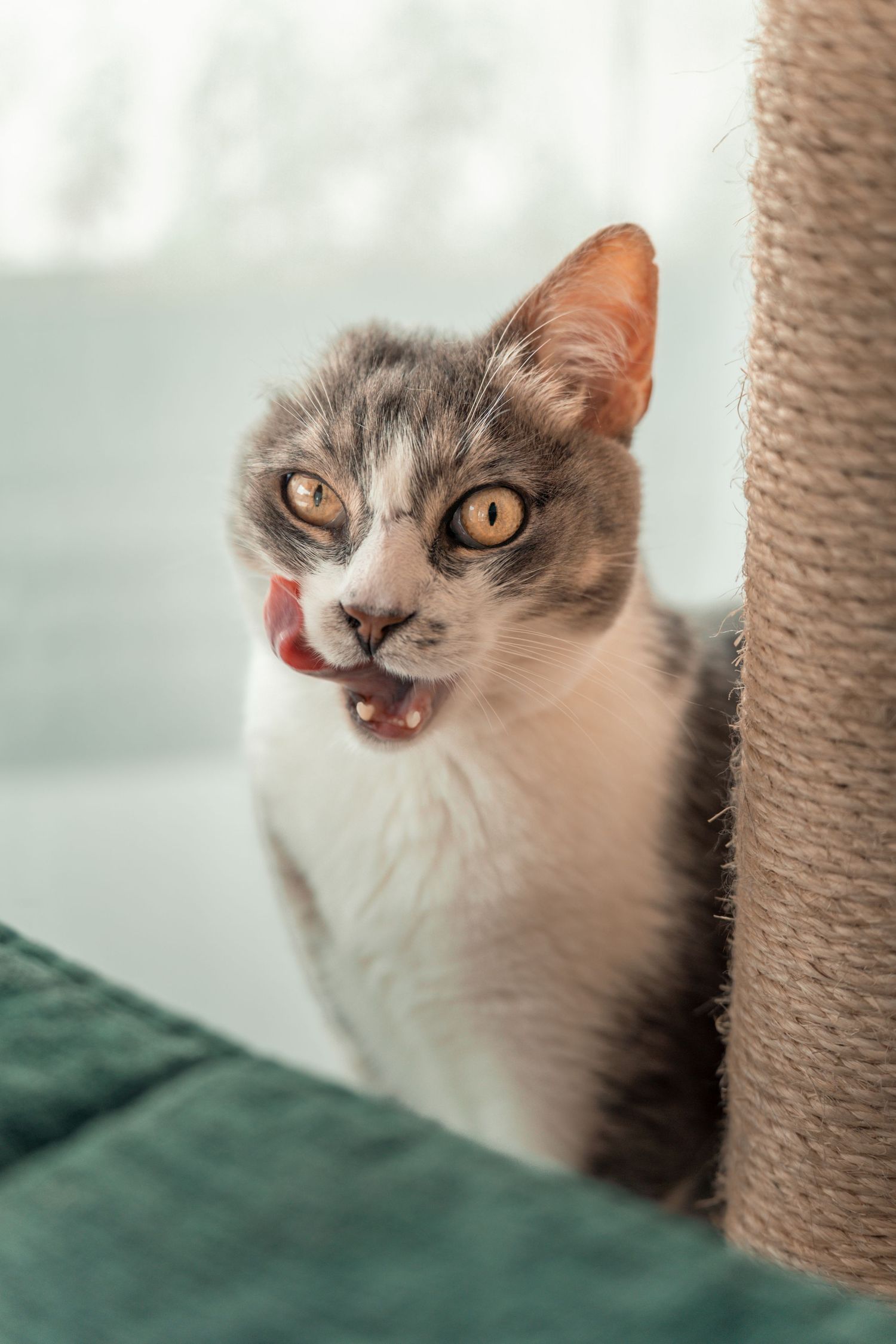 Portrait artistique d'un animal mettant en lumière son caractère et son expression.