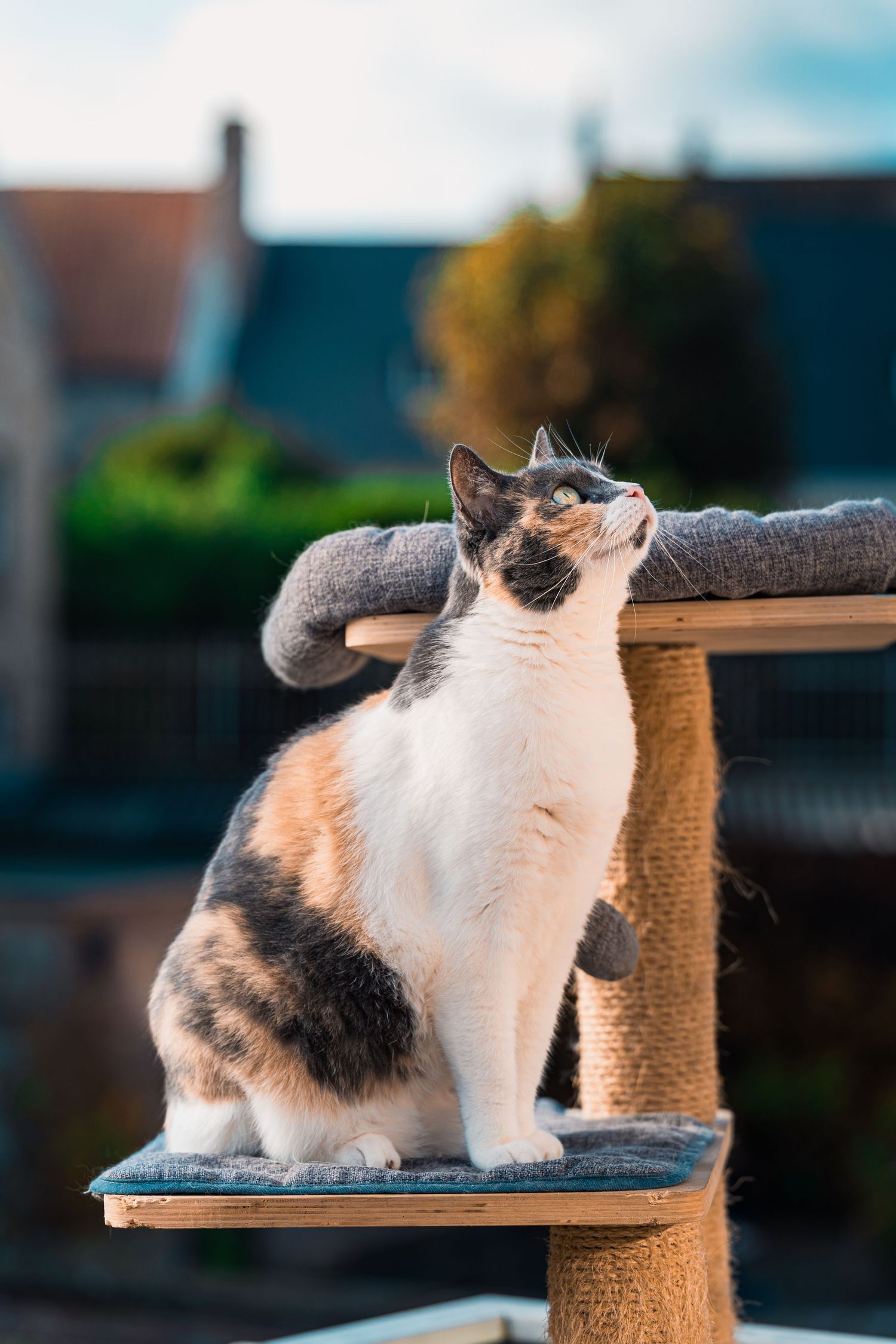 Séance photo animalière en extérieur capturant la personnalité de votre compagnon