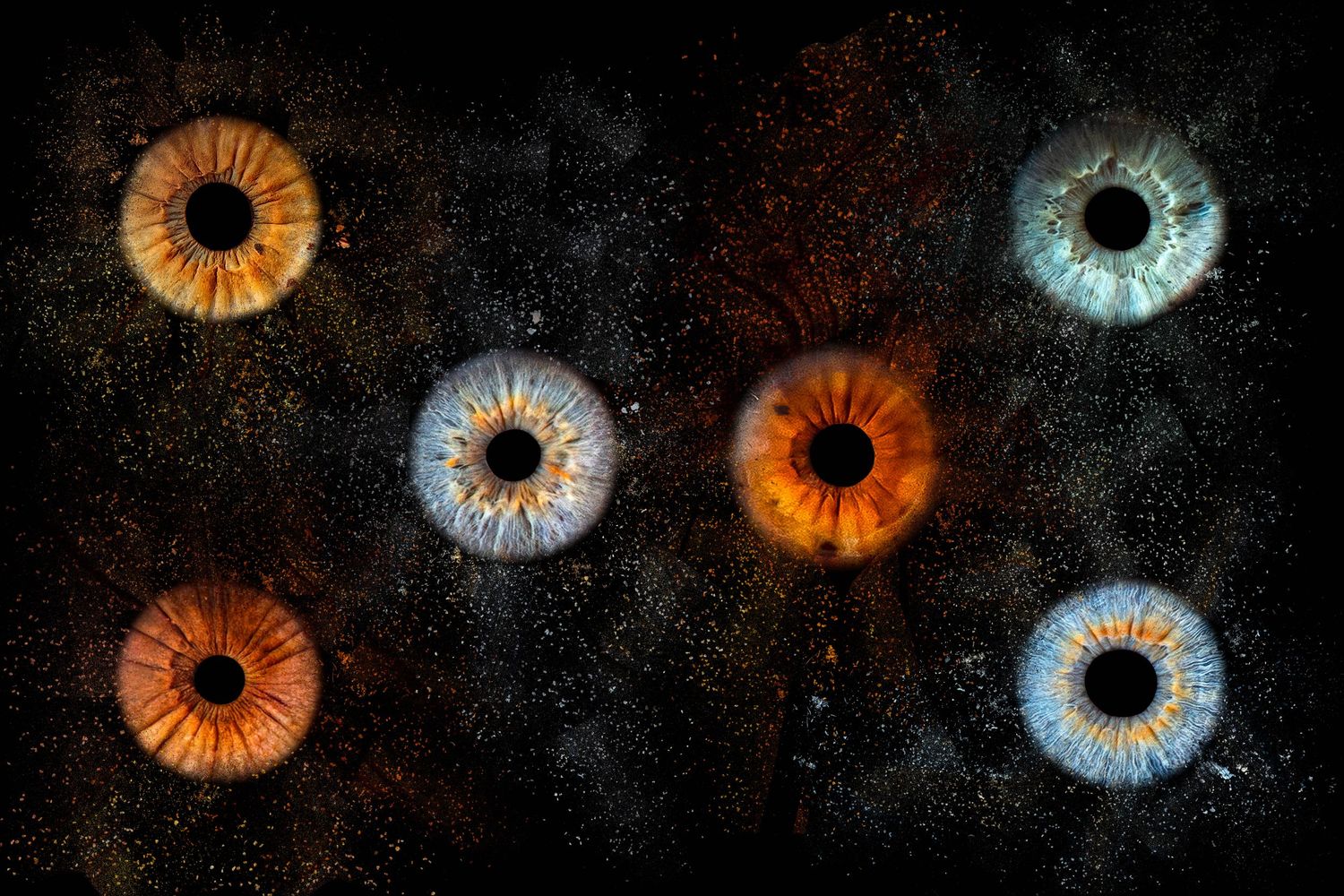 Composition artistique réunissant de un à six iris dans une œuvre personnalisée, créant un souvenir unique et intemporel.