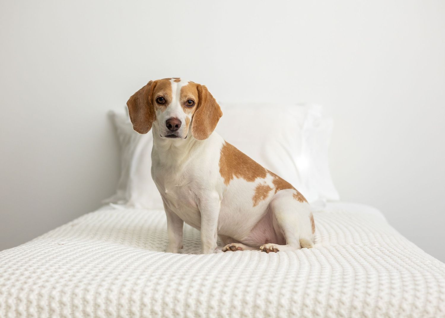 Six beagle puppies resting on white mattresses in a minimalist room setting.