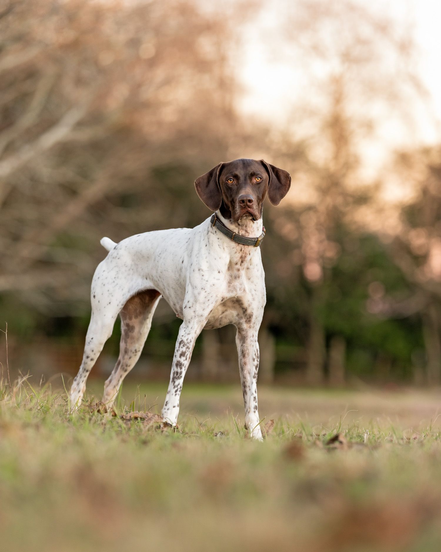 German Shorthaired Pointer dog stands alert in field during golden sunset light.