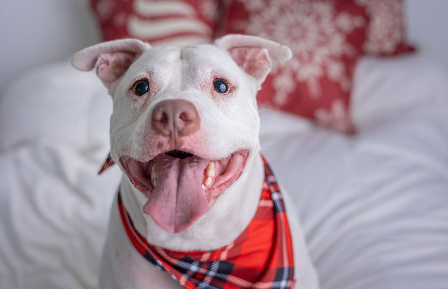 Close-up portraits of happy white pitbull wearing plaid bandana on white bedding.