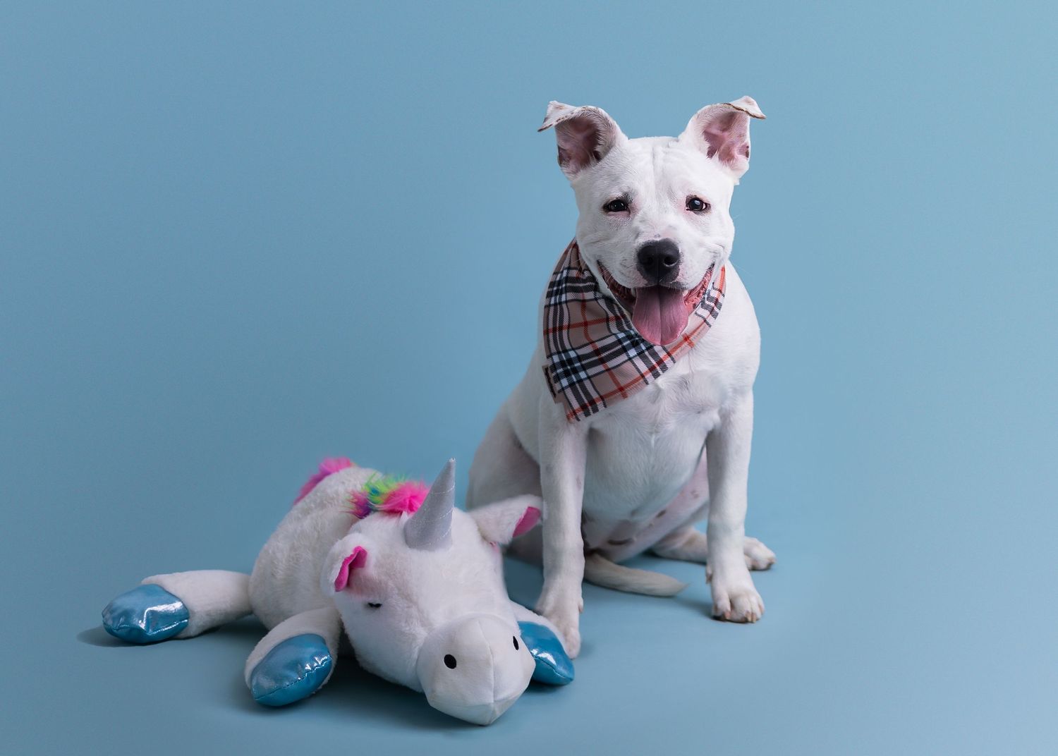 Pit bull puppy dog photo shoot in Daleville, AL