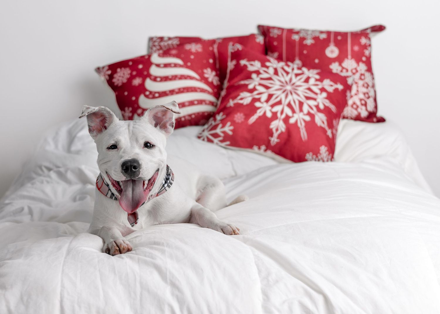 Dog Christmas photo shoot in Daleville, AL in studio