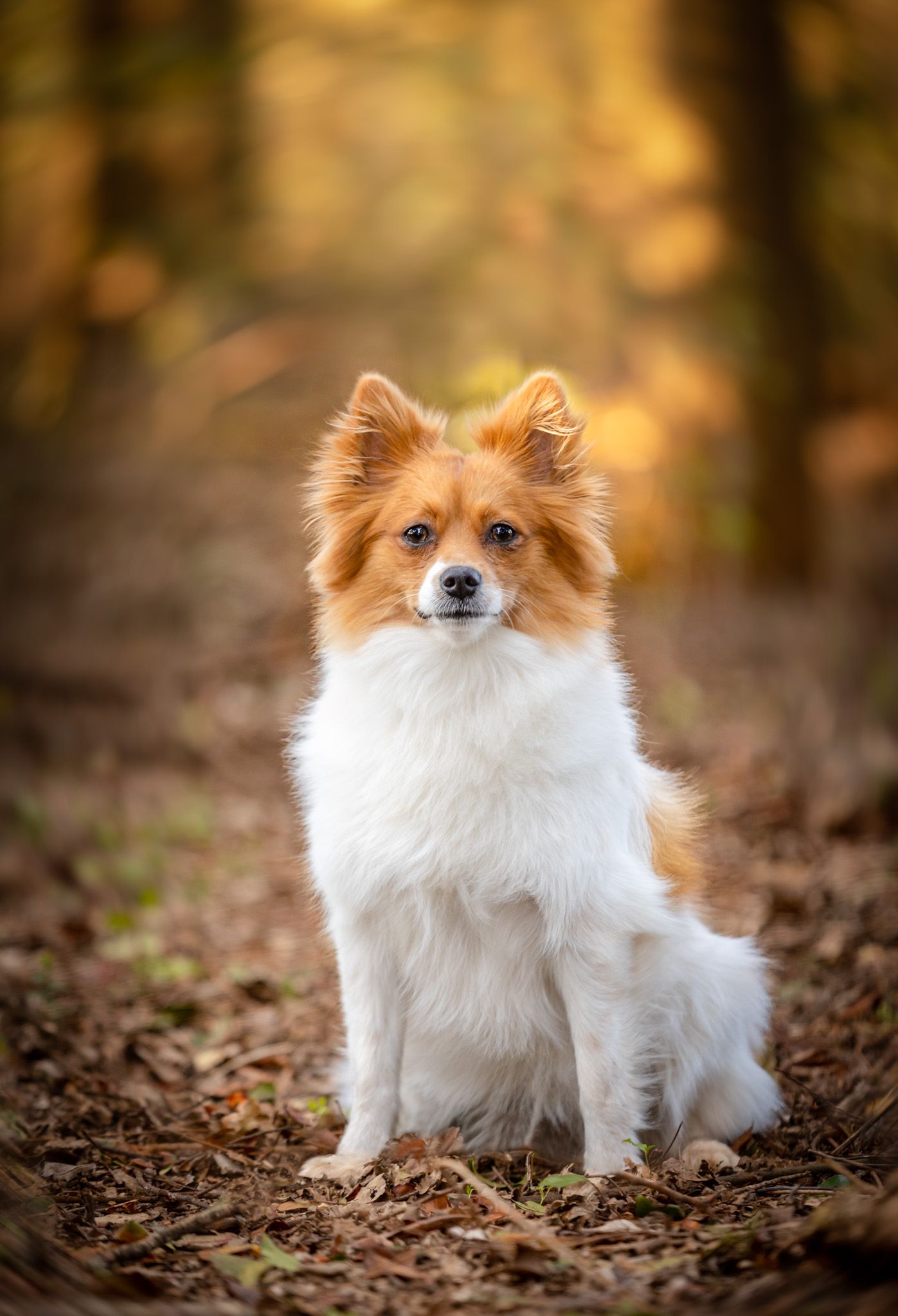 A fluffy Pomeranian dog with orange and white fur sits attentively on fallen autumn leaves in a forest setting.