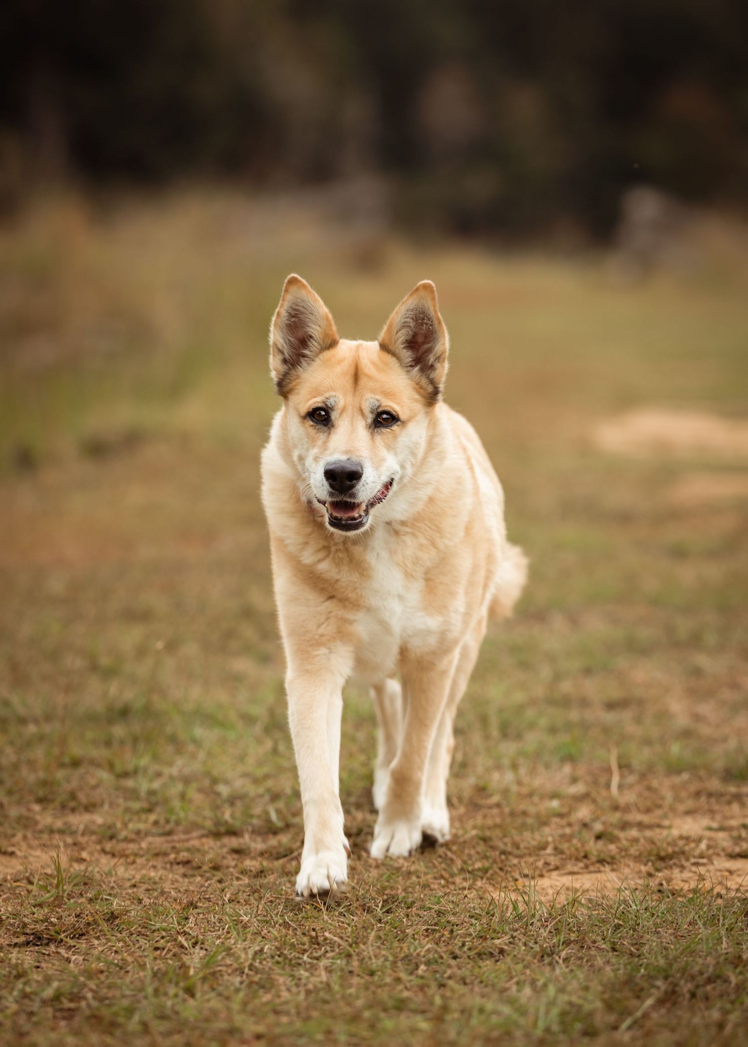 A Shiba Inu puppy walks across a grassy field with a happy expression and fluffy cream-colored fur.
