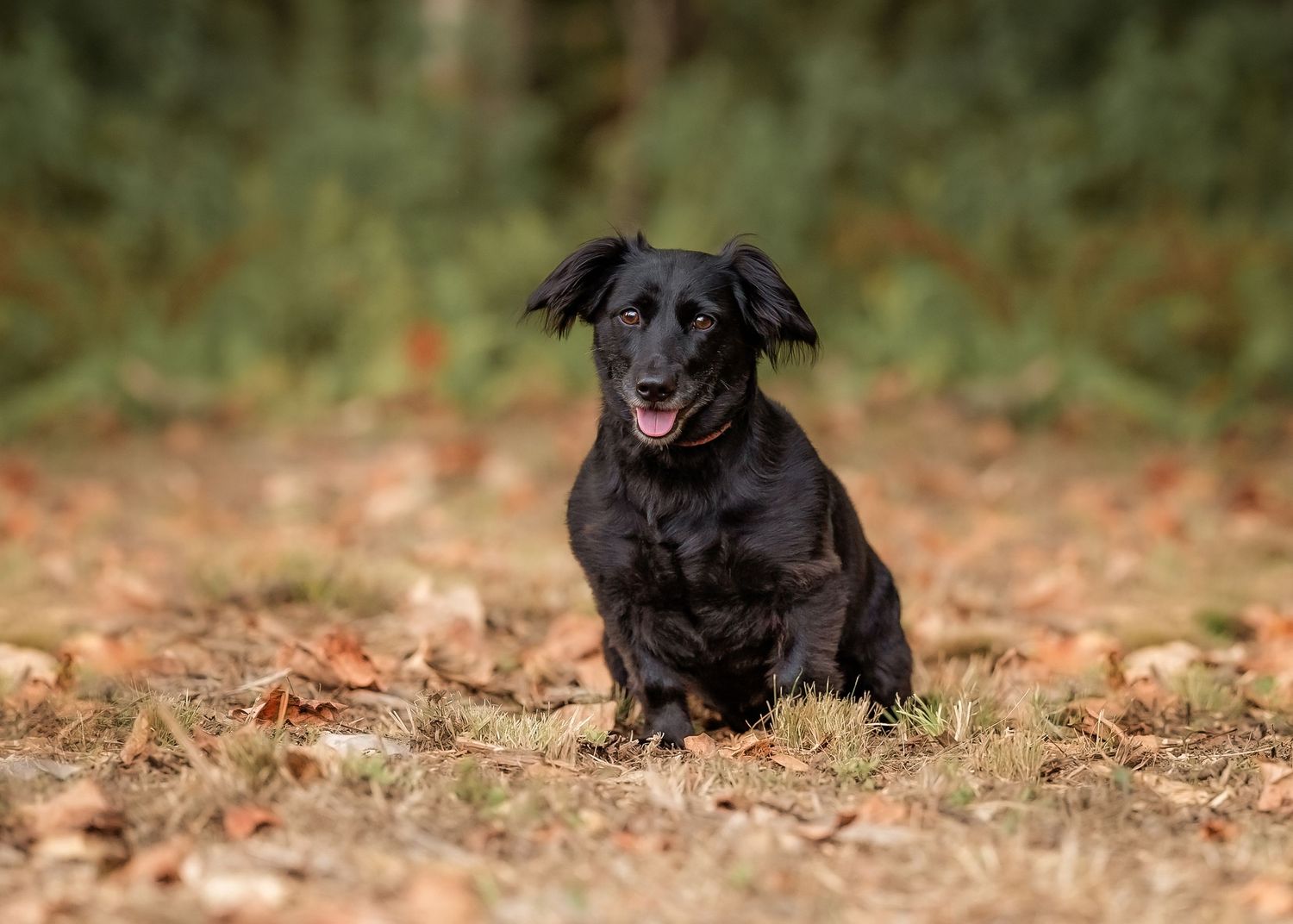 Small black dog photographed during Fall family photos