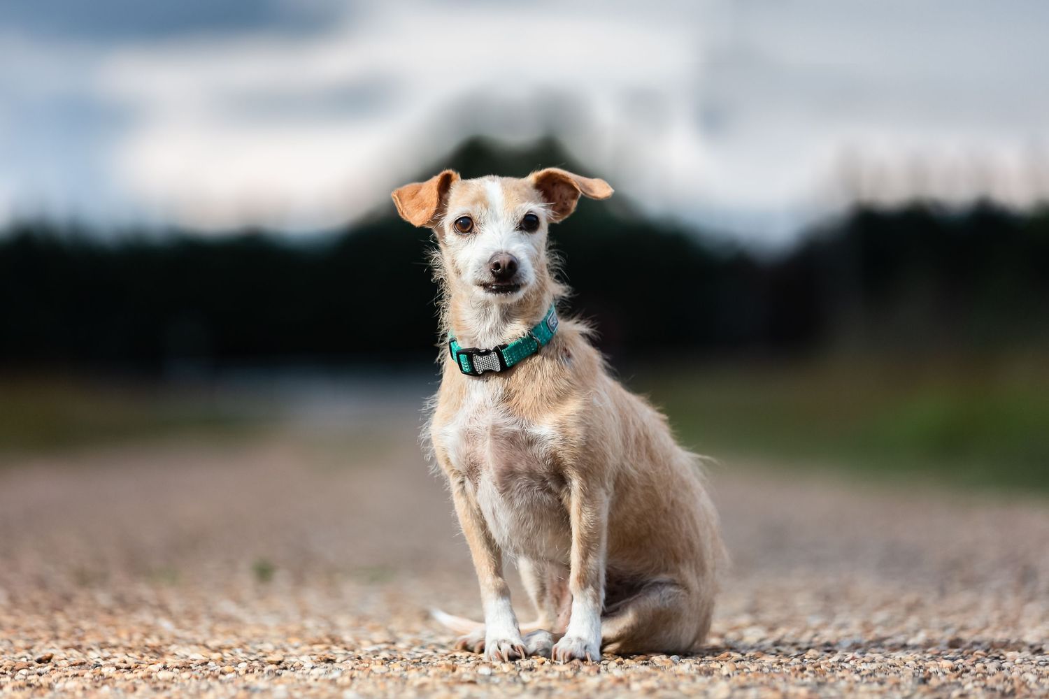Small tan and white dog wearing a blue collar sits on a dirt path in an outdoor setting.