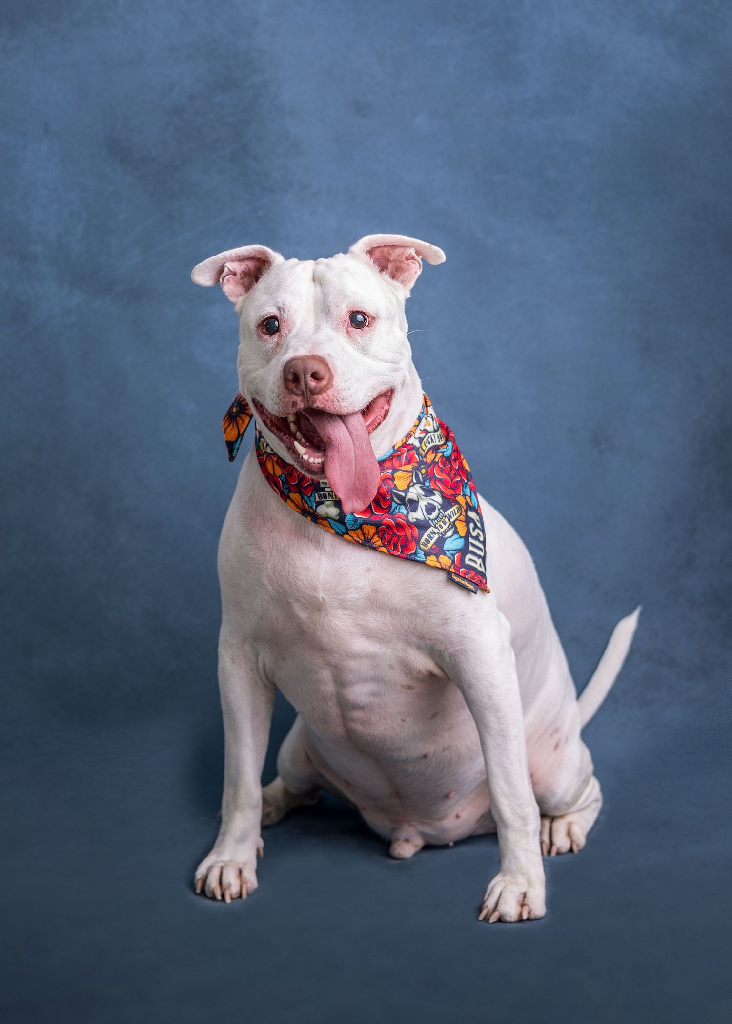 Dog photography in Daleville AL, studio photo shoot of dogs in Daleville AL studio