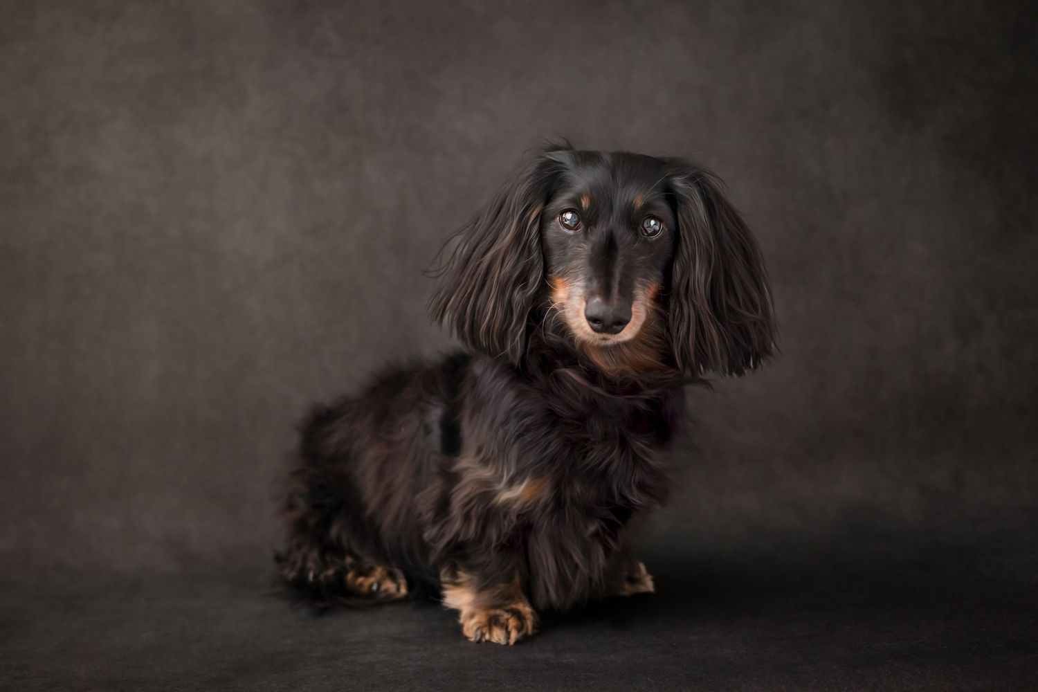 A long-haired black and tan Dachshund sits posed against a dark studio background during his dog portrait session near Enterprise,  AL