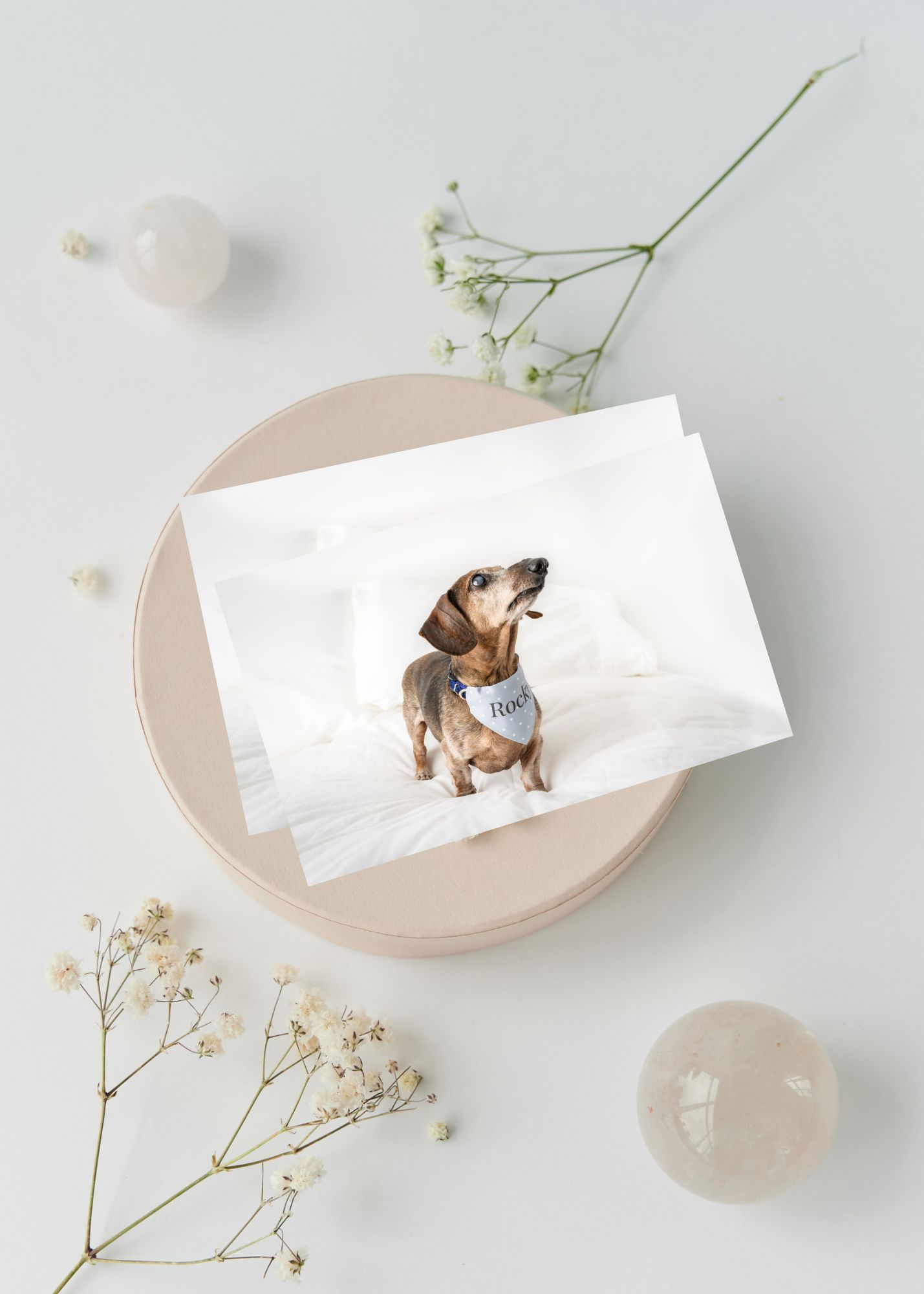 Minimalist composition of business cards with dog photos displayed on light beige plates with delicate baby's breath flowers.