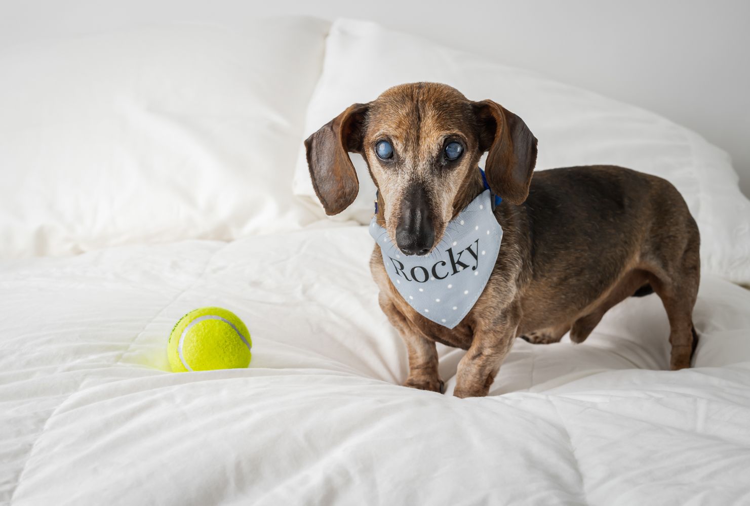 Adorable dachshund puppy lying on white bedding with a tennis ball nearby.
