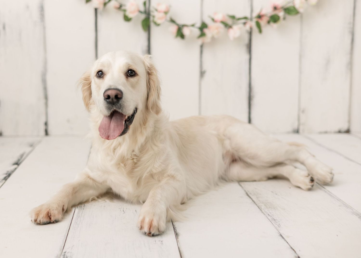 Three golden retriever puppies lying on white wooden floor with pink floral garland decoration.