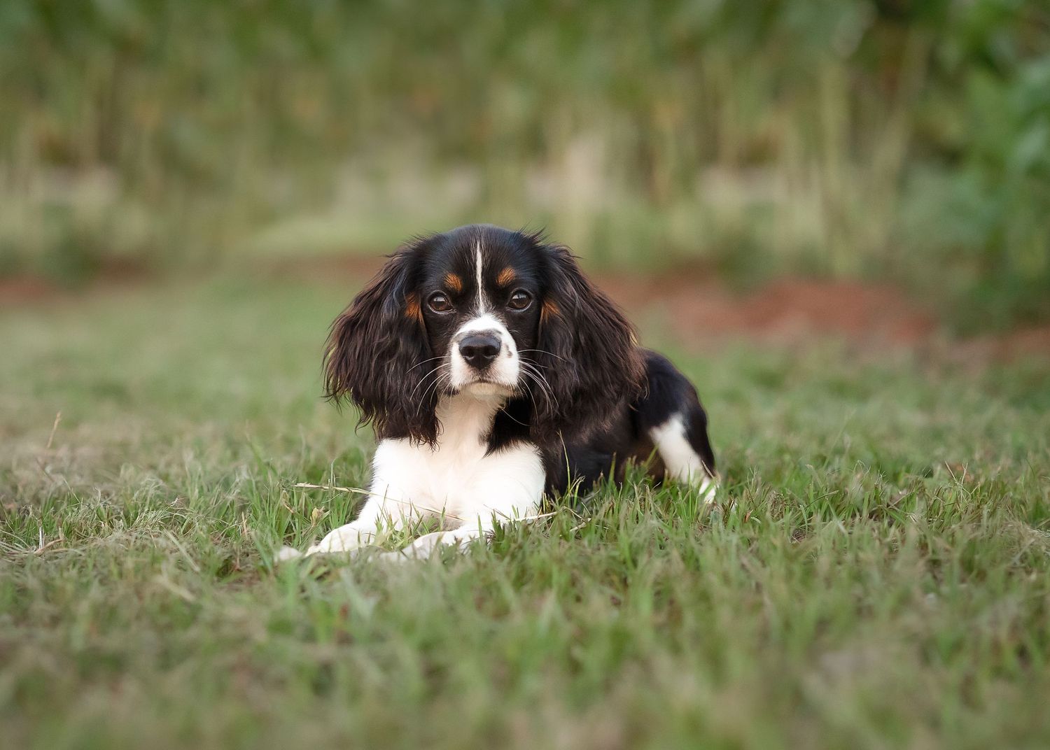 Black and white spotted puppy lounging in green grass during outdoor photo session.
