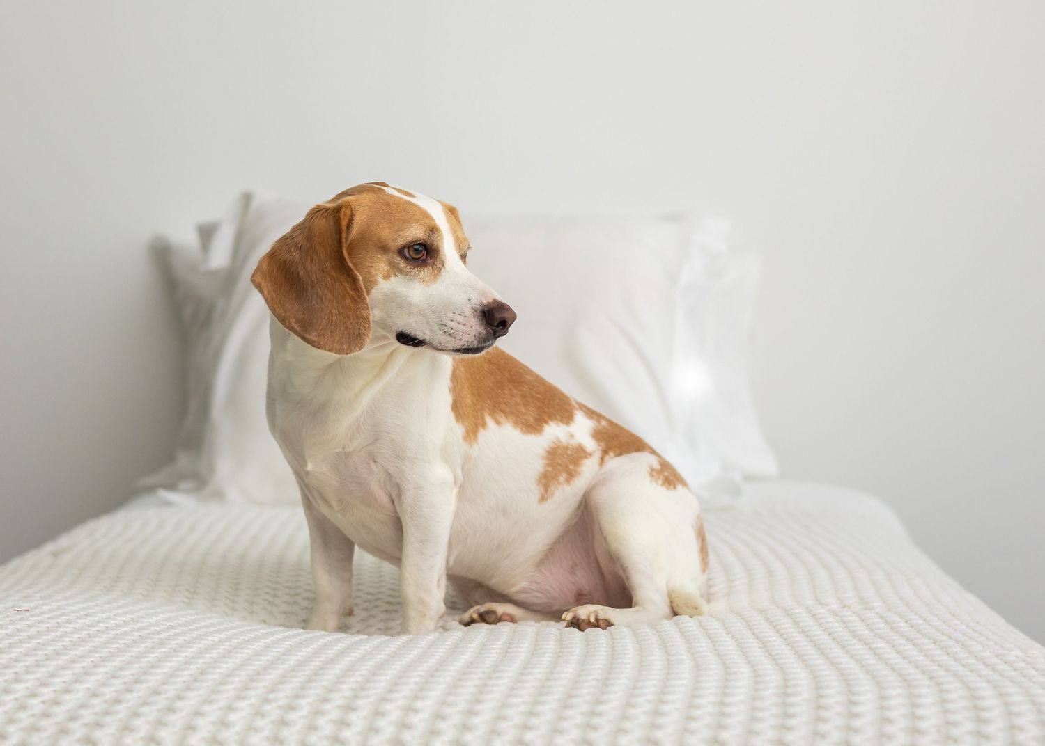 A brown and white dog lies comfortably on a white bed, showing a sequence of relaxed poses.