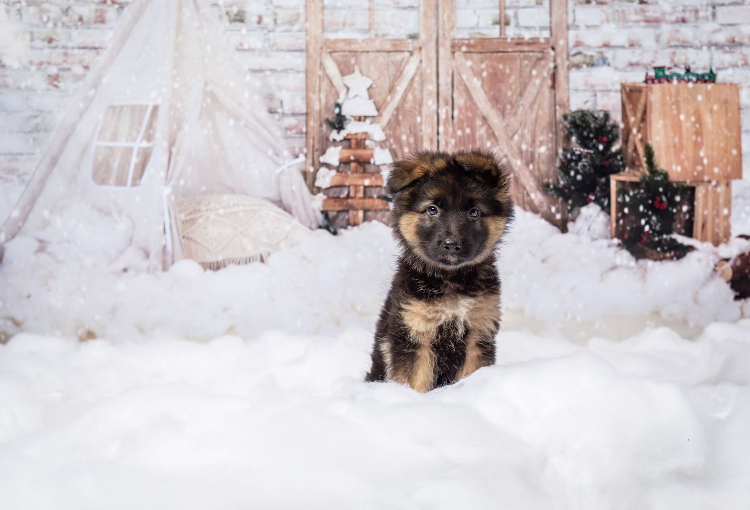 A German Shepherd puppy plays and explores in deep winter snow with a brick wall backdrop.