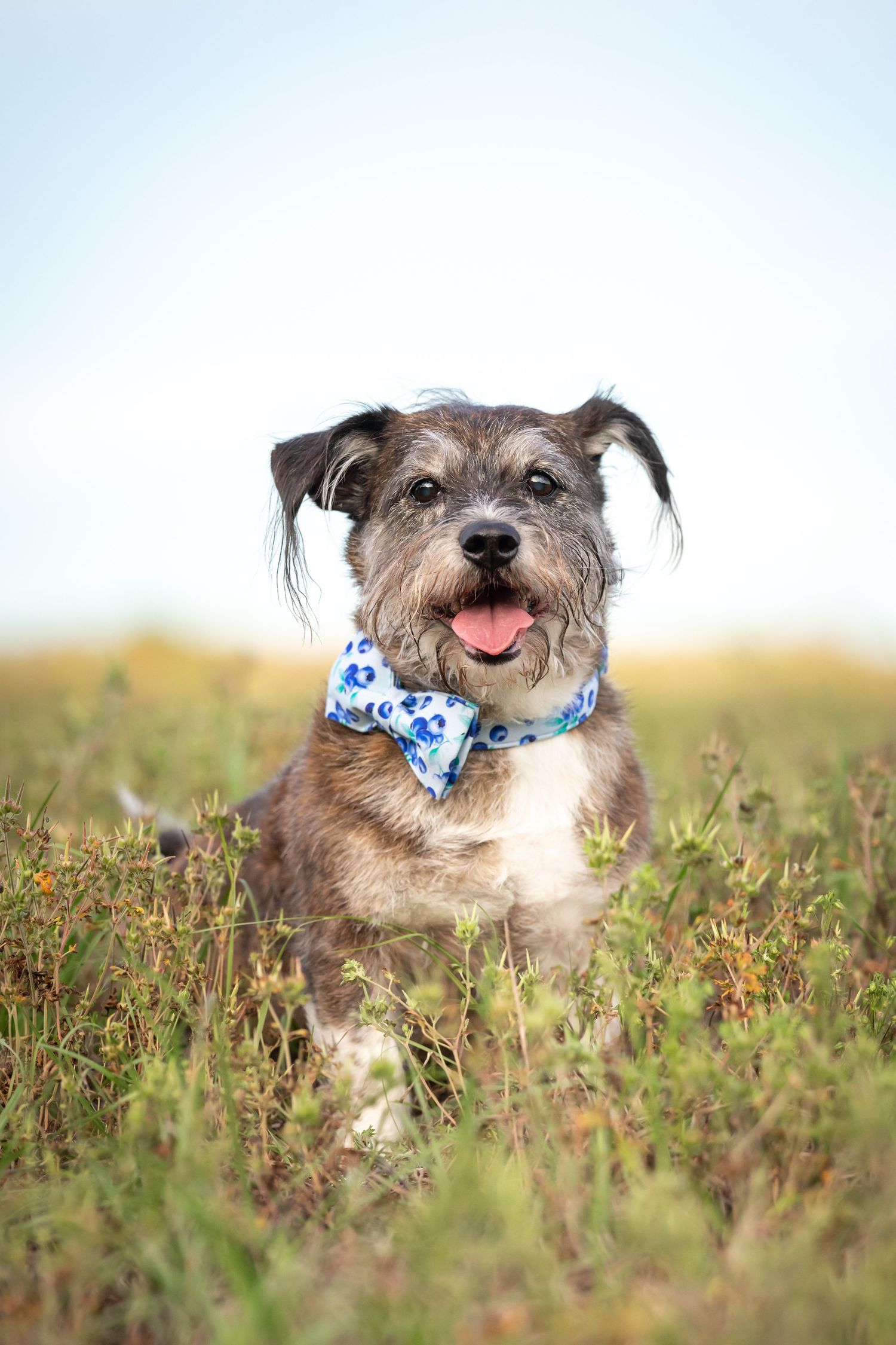 Adorable scruffy dog wearing a blue floral bow tie sitting in a grassy field with tongue out.