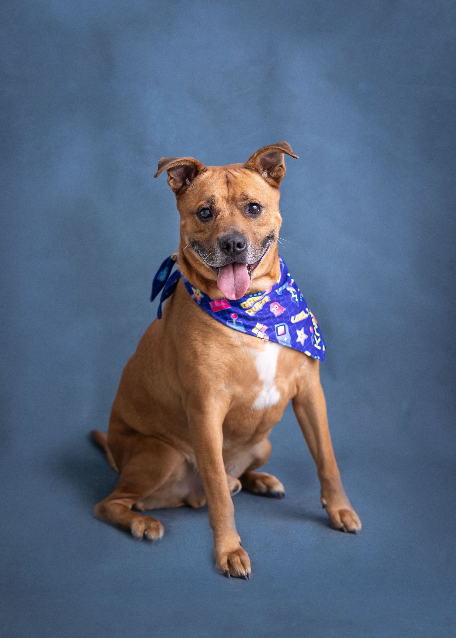 Dog photo shoot in a studio in Daleville, AL